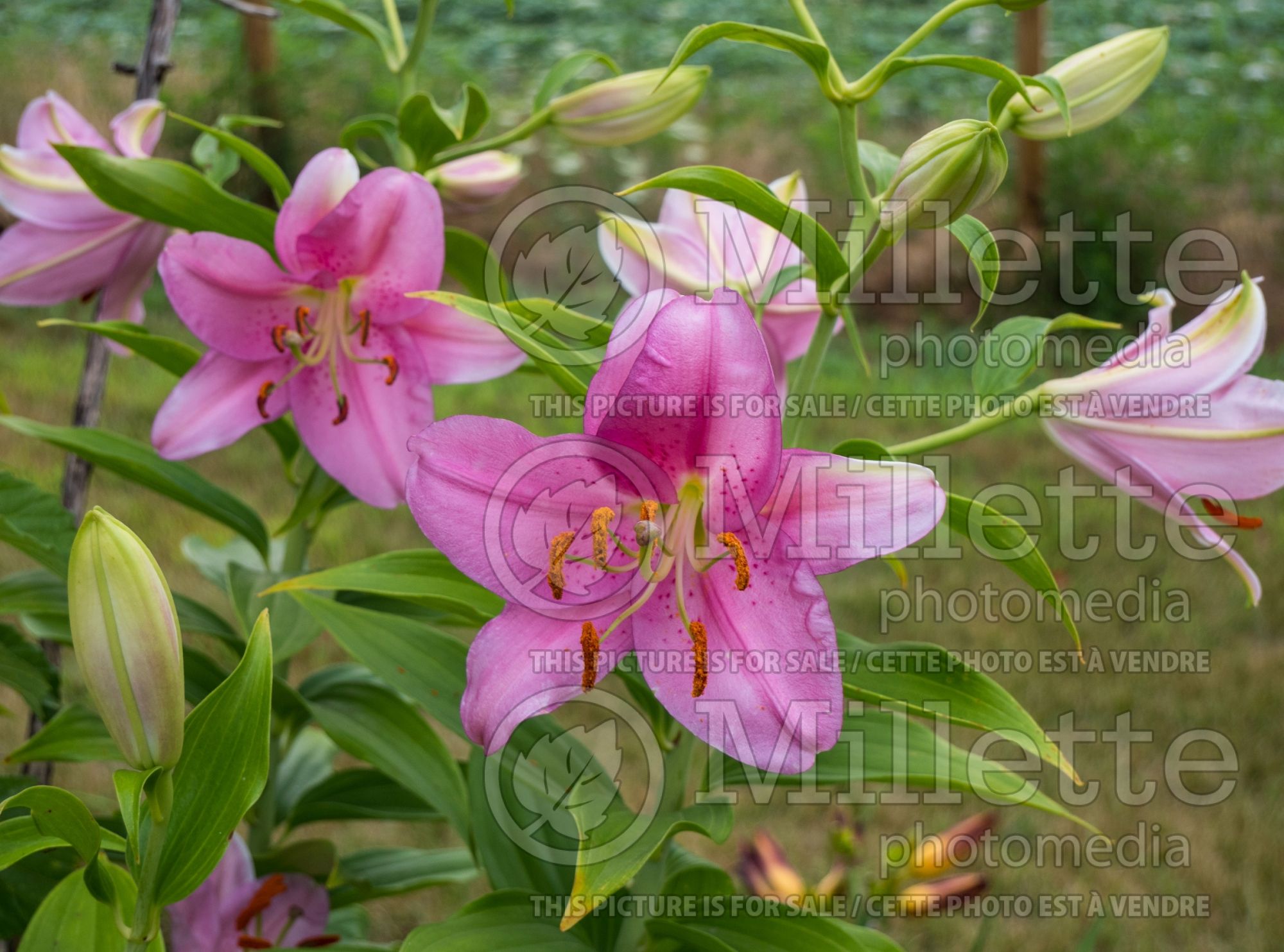 Lilium Emani (oriental Lily) 2