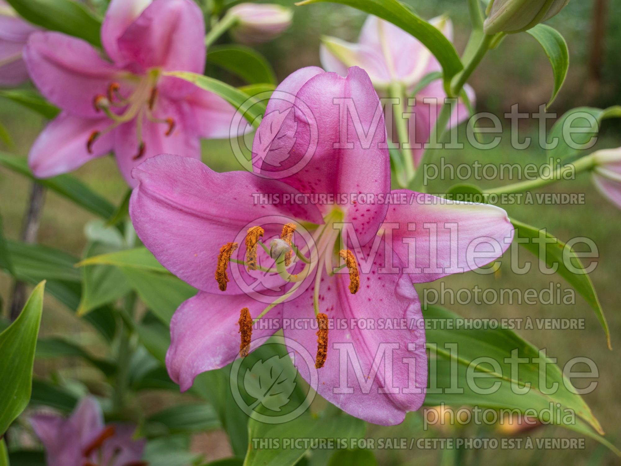 Lilium Emani (oriental Lily) 3
