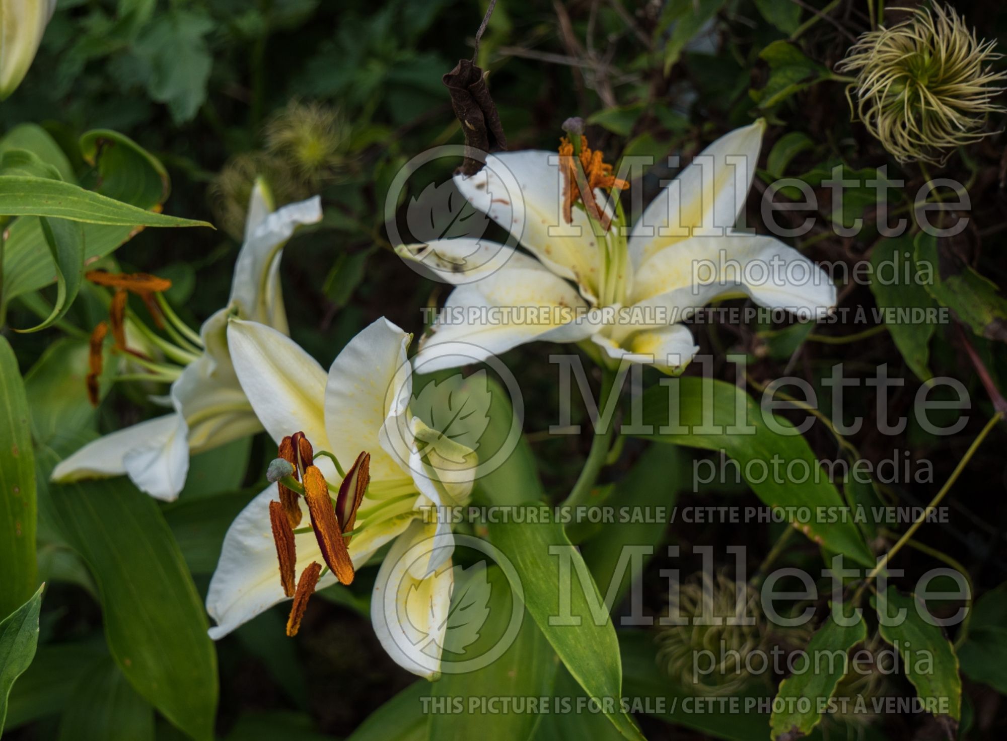 Lilium Legend (Oriental Lily) 4