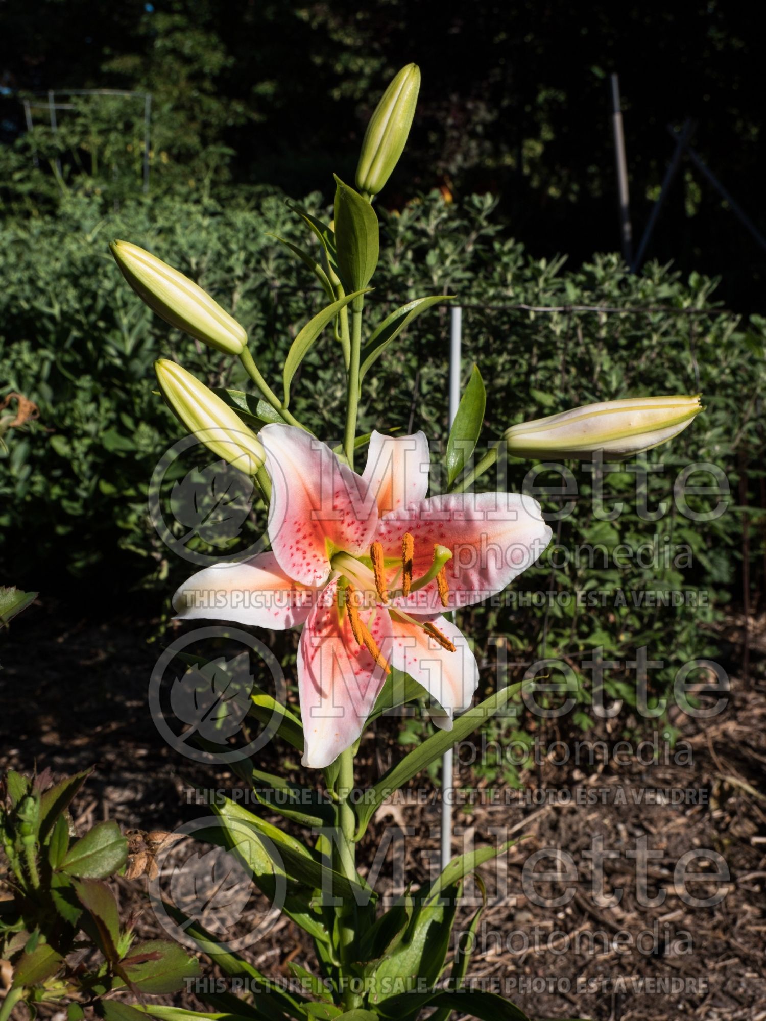 Lilium Salmon Star (Oriental Lily) 4