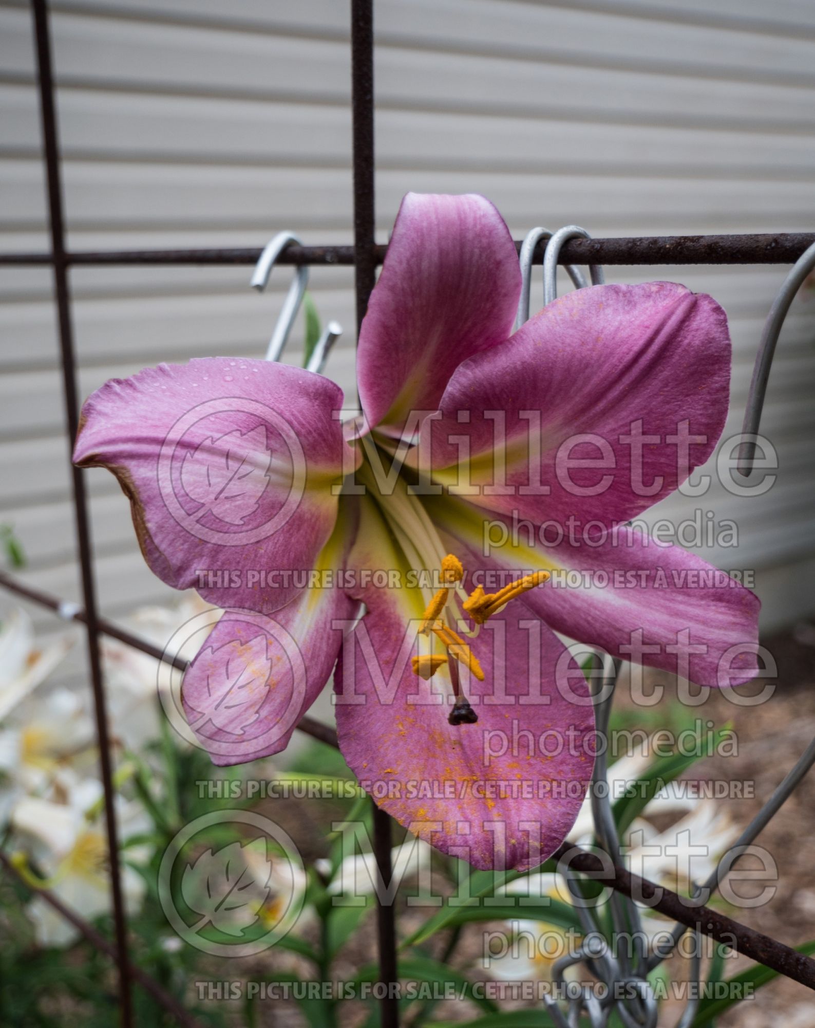 Lilium Pink Perfection (trumpet lily) 1
