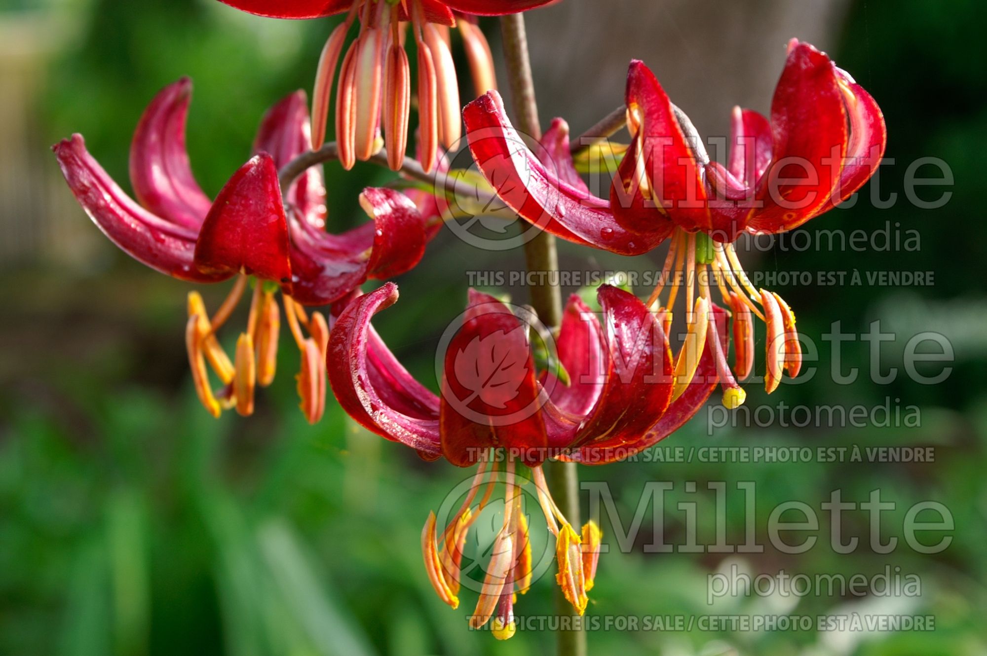 Lilium Port Wine (martagon Lily) 1
