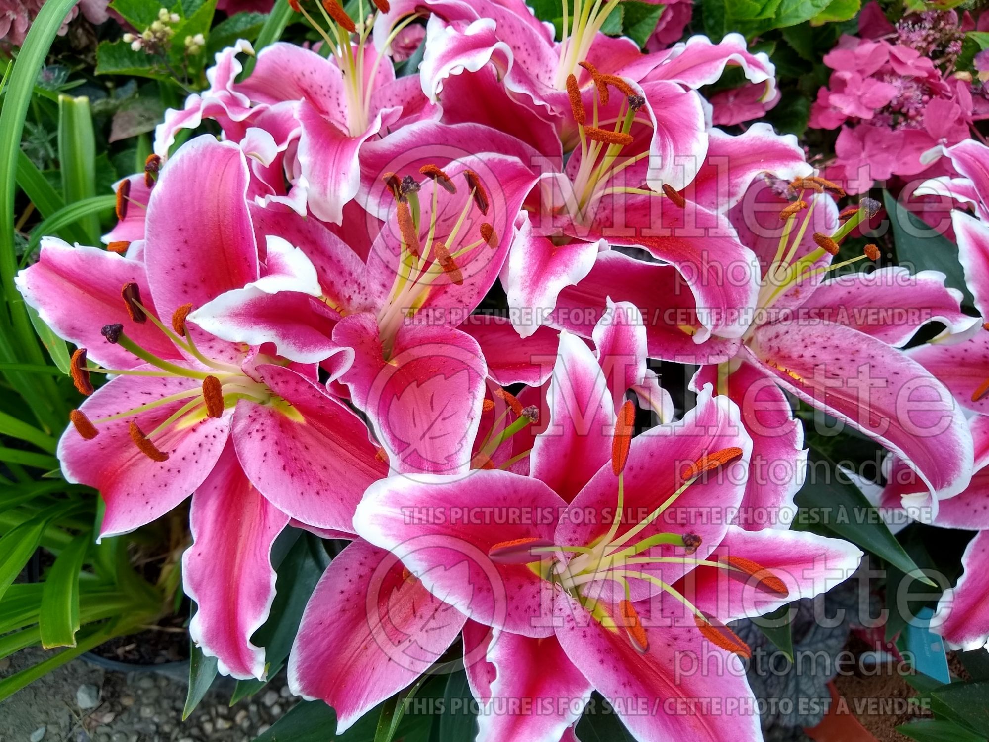 Lilium Starlight Express (oriental Lily) 4