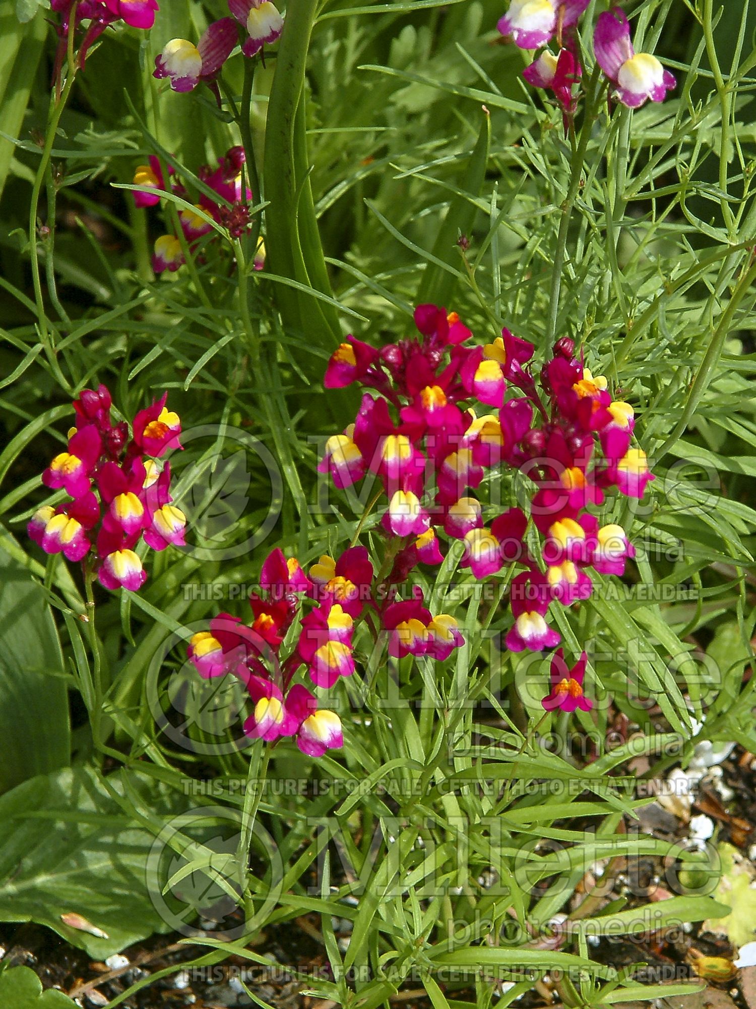 Linaria Enchantment (Annual Linaria Toadflax) 2