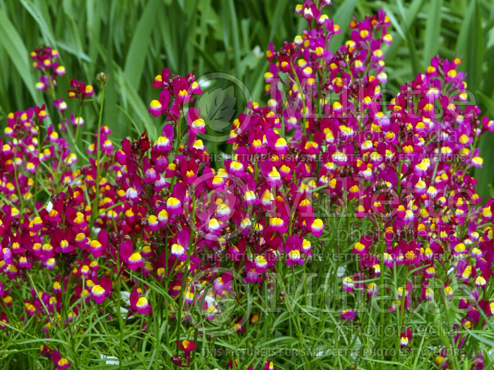 Linaria Enchantment (Annual Linaria Toadflax) 3