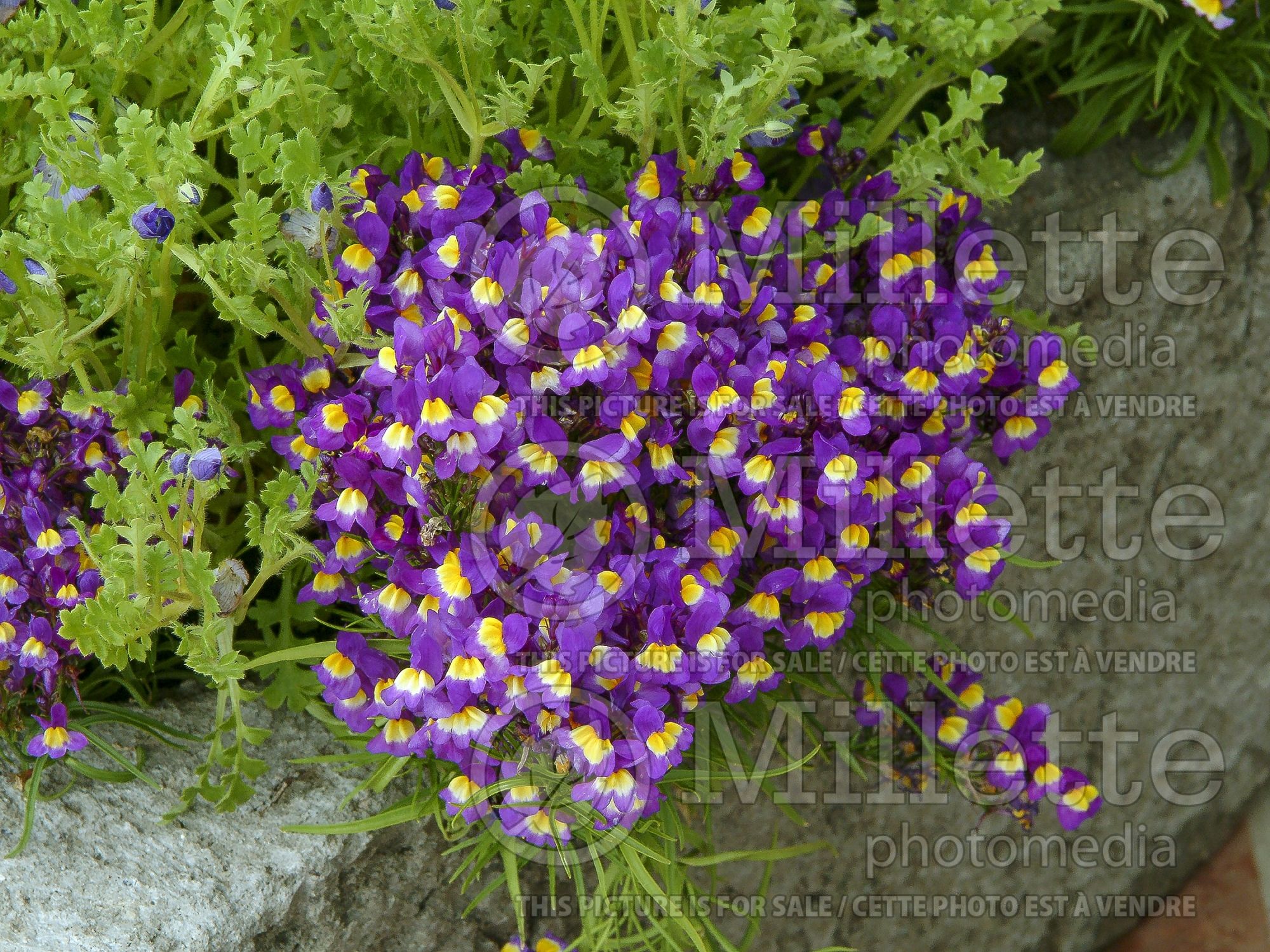 Linaria Fantasy Violet with Yellow Eye (Annual Linaria Toadflax) 1