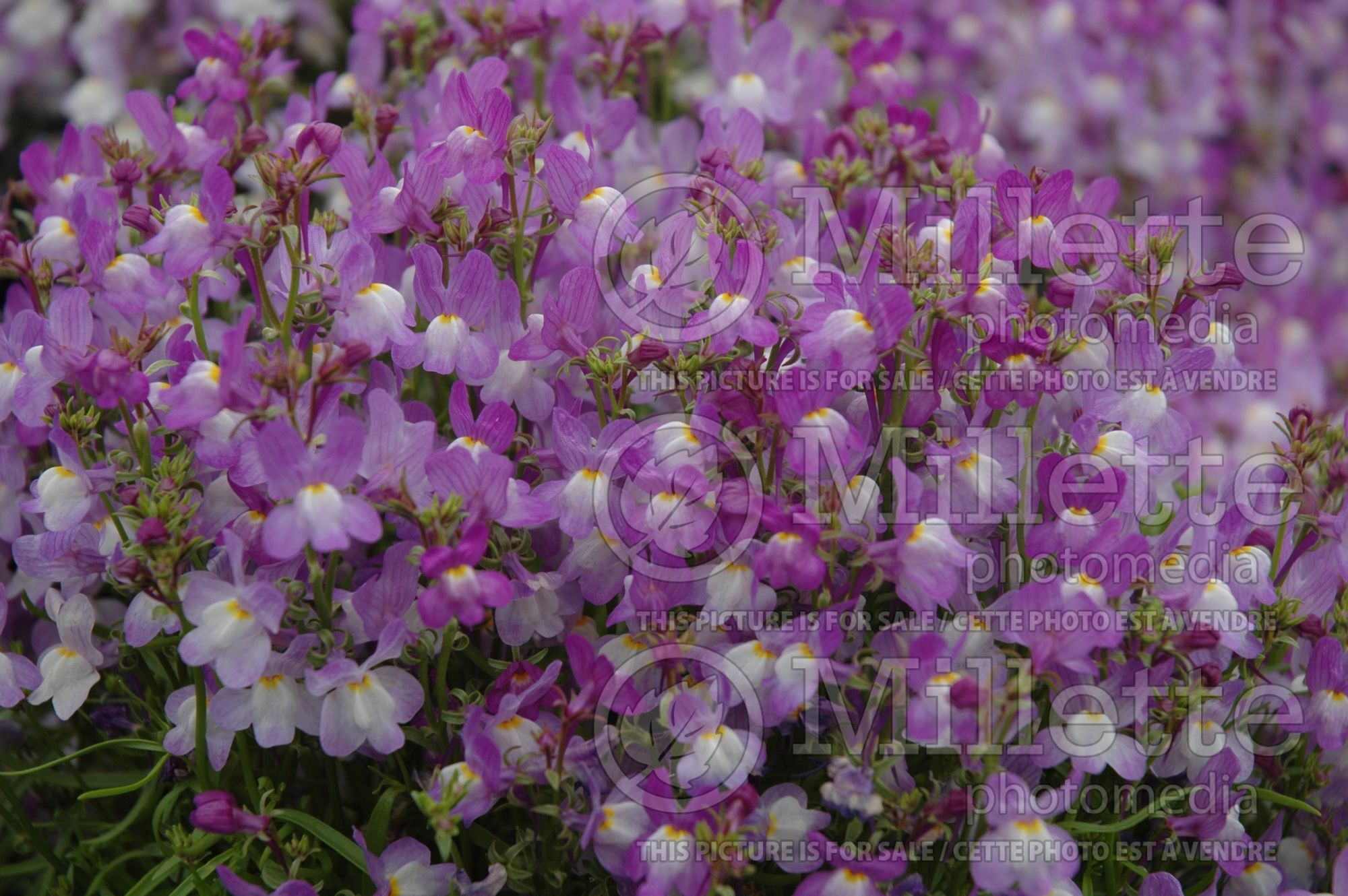 Linaria Fantasy Blue (Annual, Moroccan or Spurred Toadflax Fairy Flax Baby Snapdragon) 1