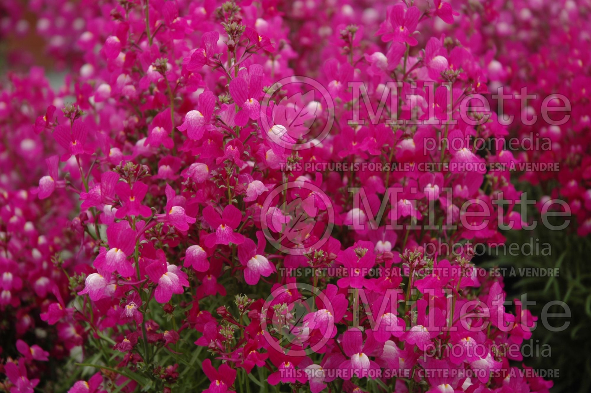 Linaria maroccana Fantasy Magenta Rose (Annual, Moroccan or Spurred Toadflax Fairy Flax Baby Snapdragon) 1