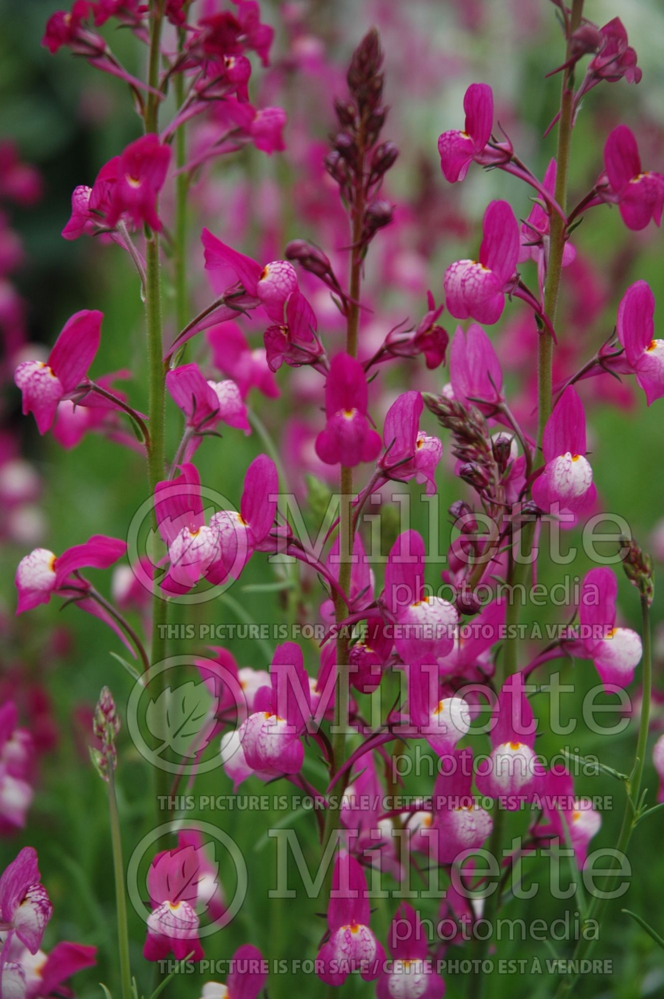 Linaria Lace Magenta Rose (Annual, Moroccan or Spurred Toadflax Fairy Flax Baby Snapdragon) 1