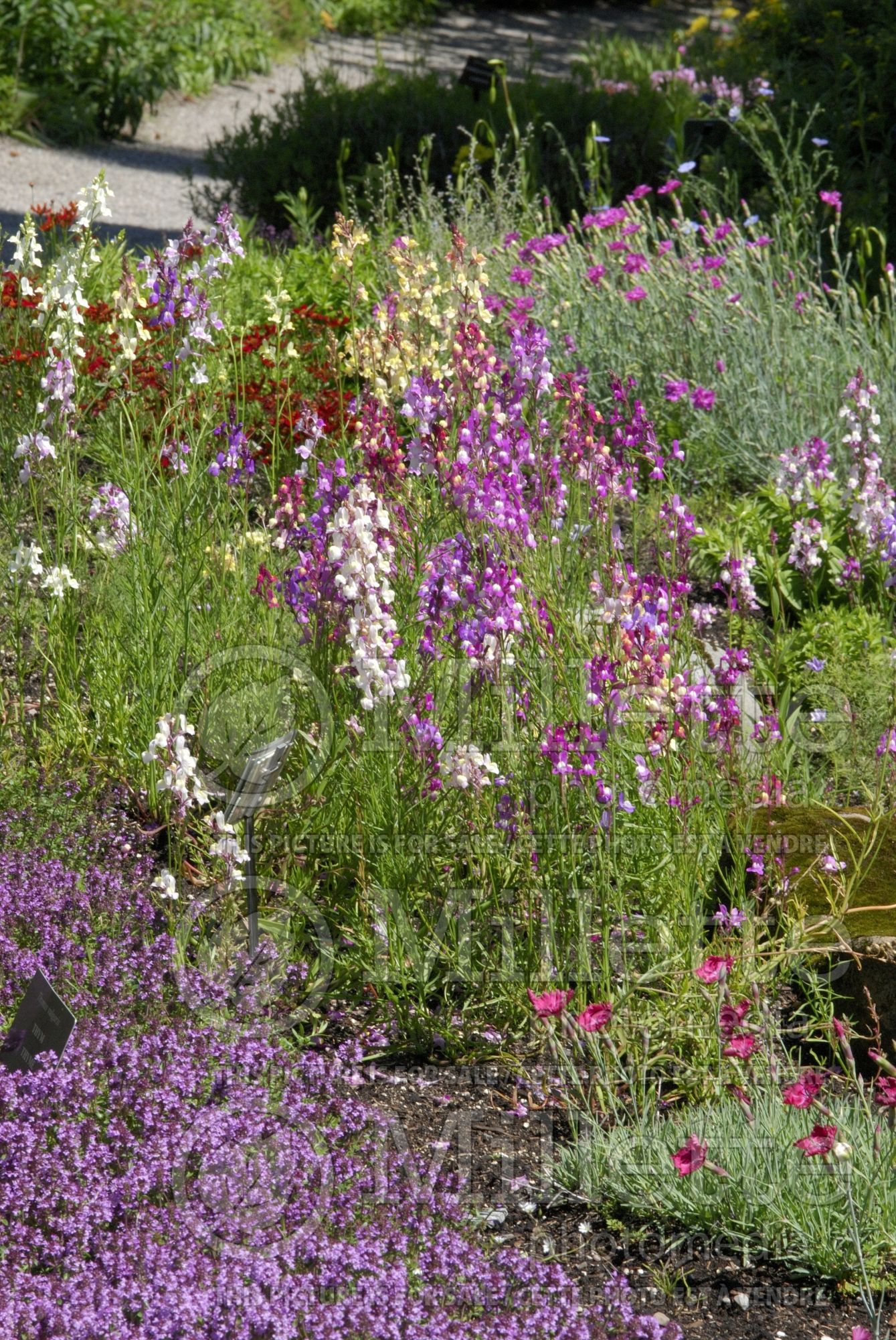 Linaria Northern Lights (Annual, Moroccan or Spurred Toadflax Fairy Flax Baby Snapdragon) 1