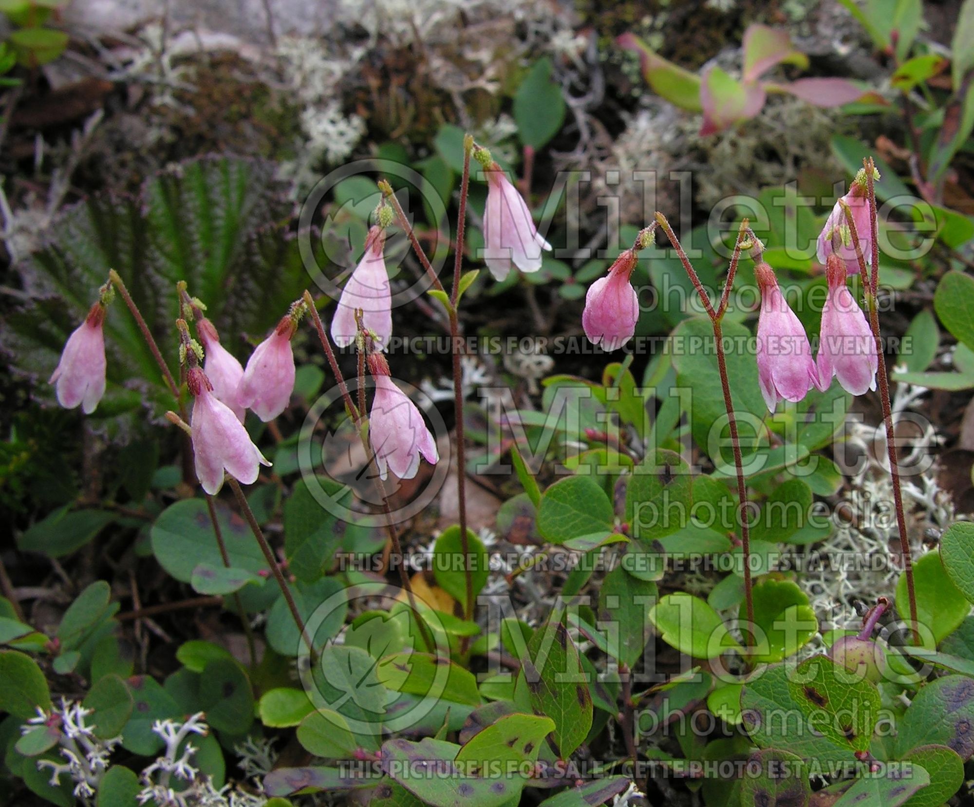 Linnaea borealis (Twinflower) 2