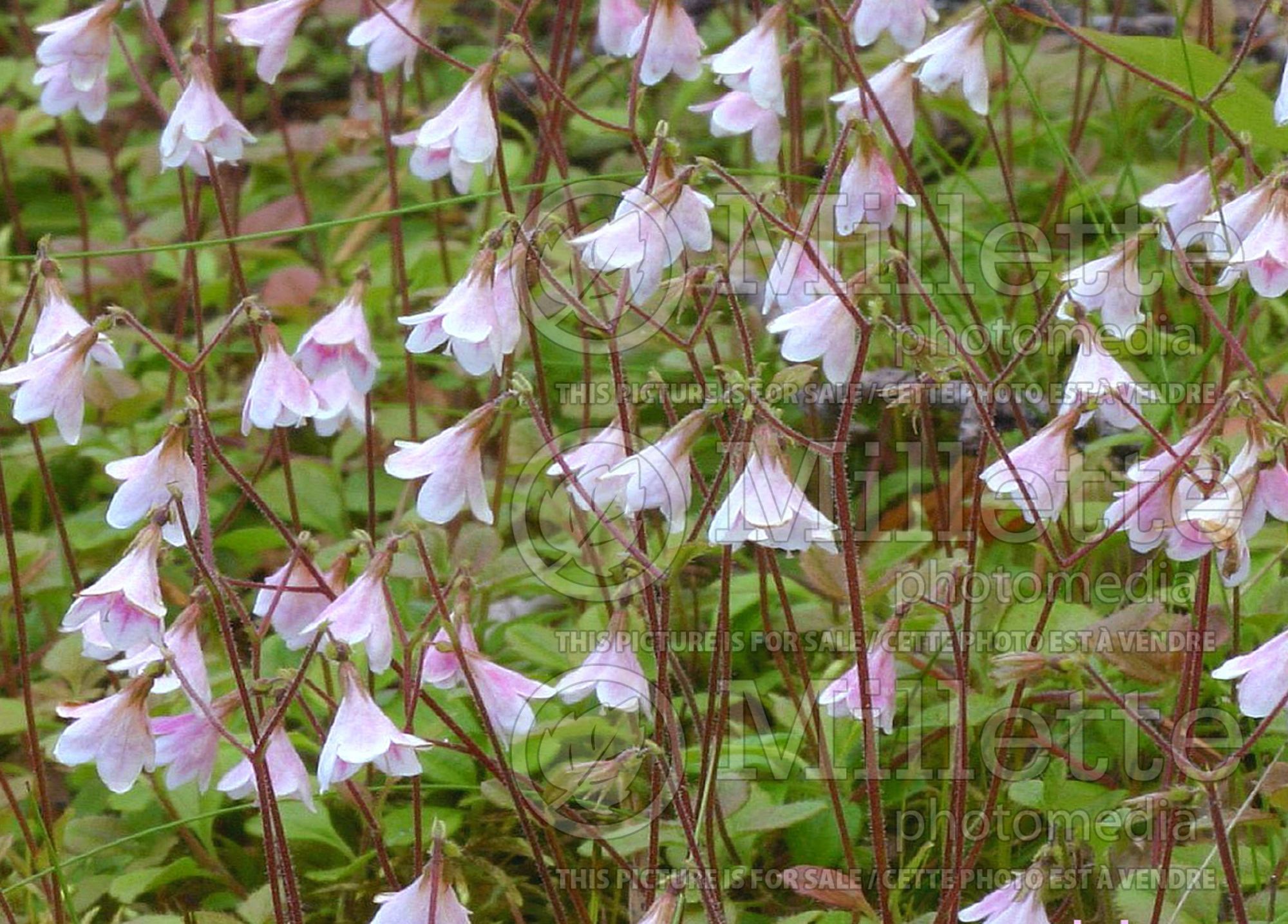 Linnaea borealis (Twinflower) 1