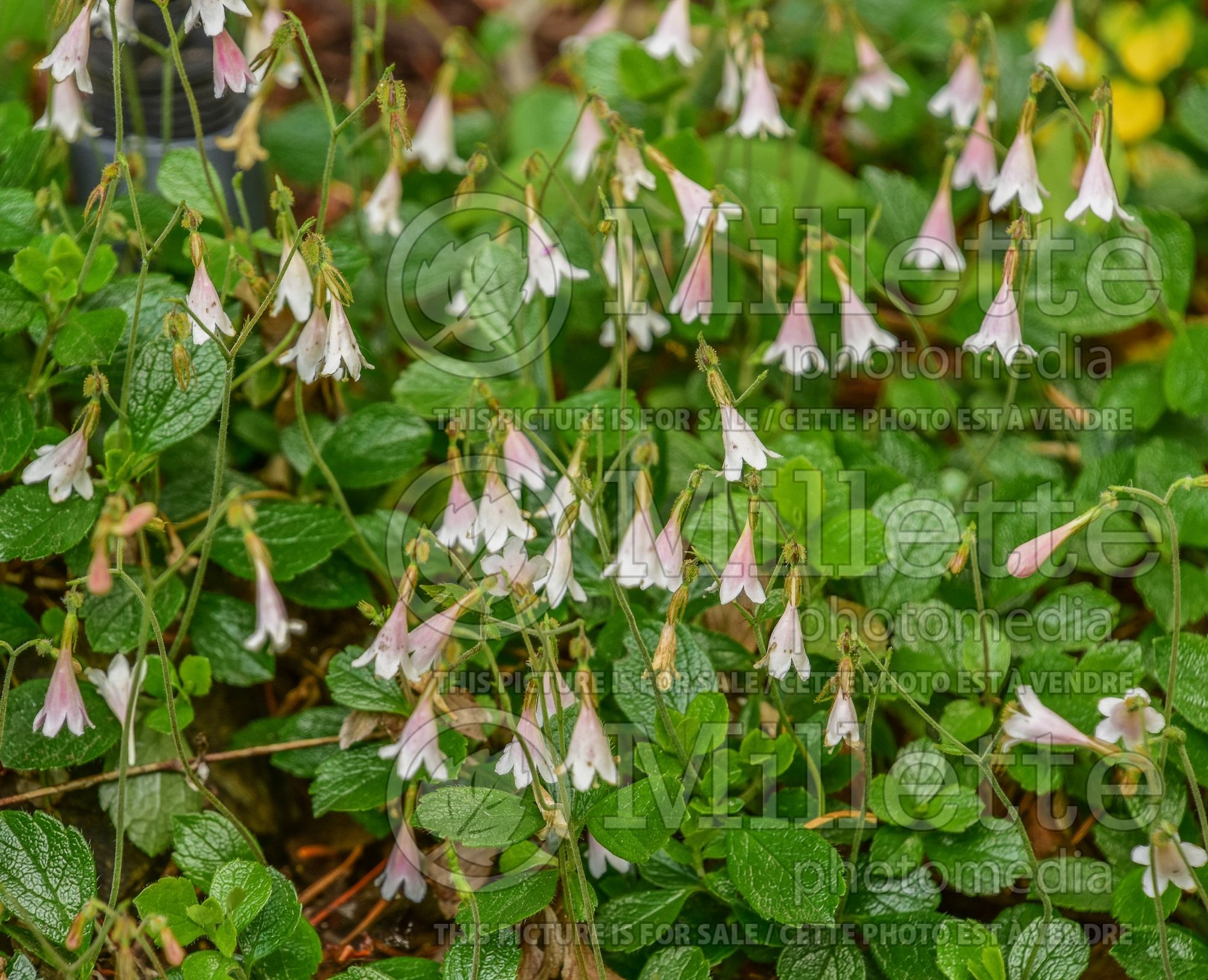 Linnaea borealis (Twinflower) 3