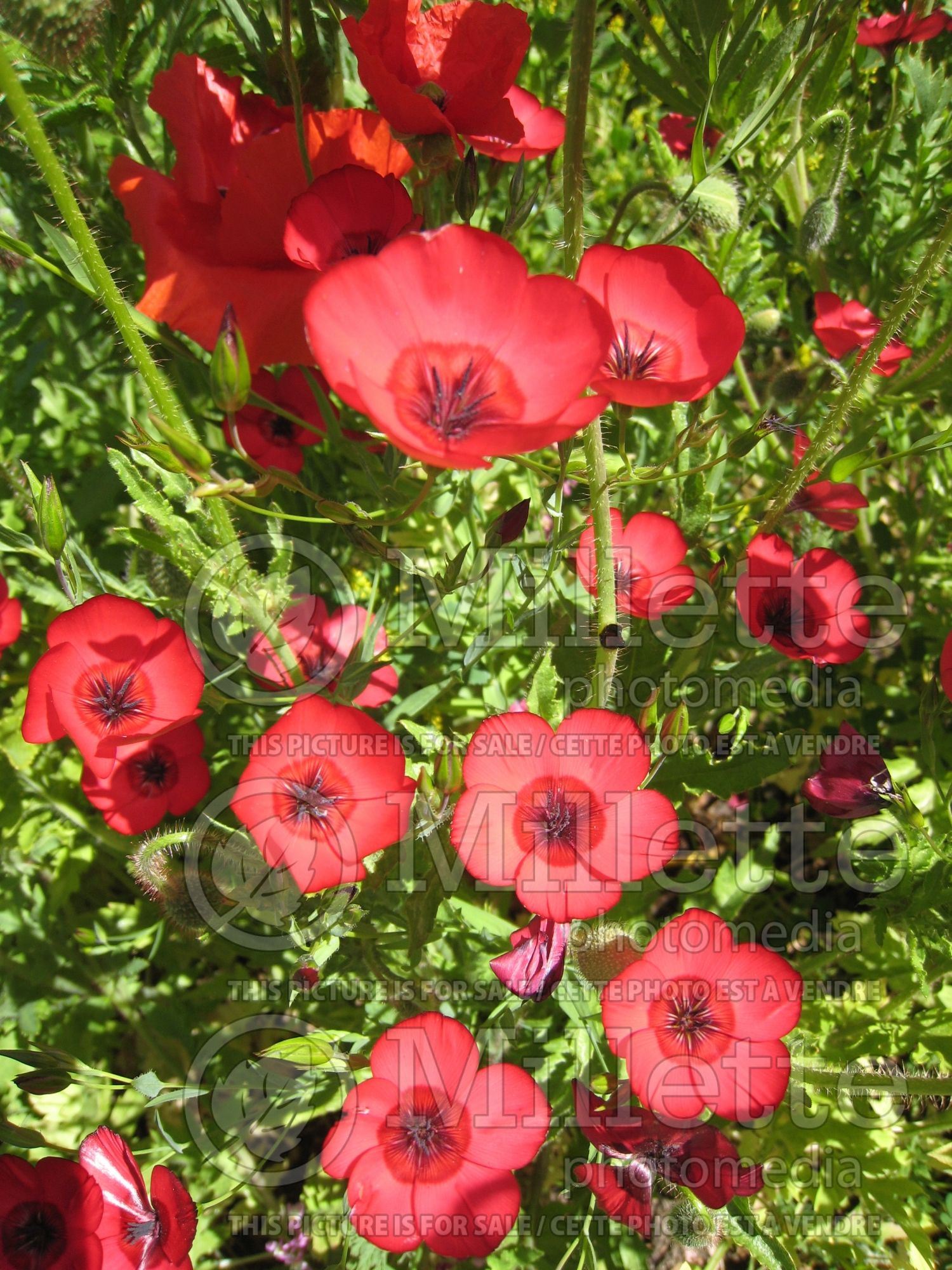 Linum grandiflorum (Scarlet Flax) 1
