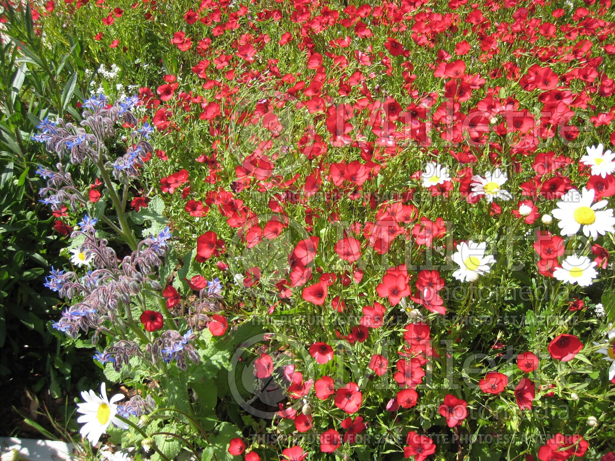 Linum grandiflorum (Scarlet Flax) 2