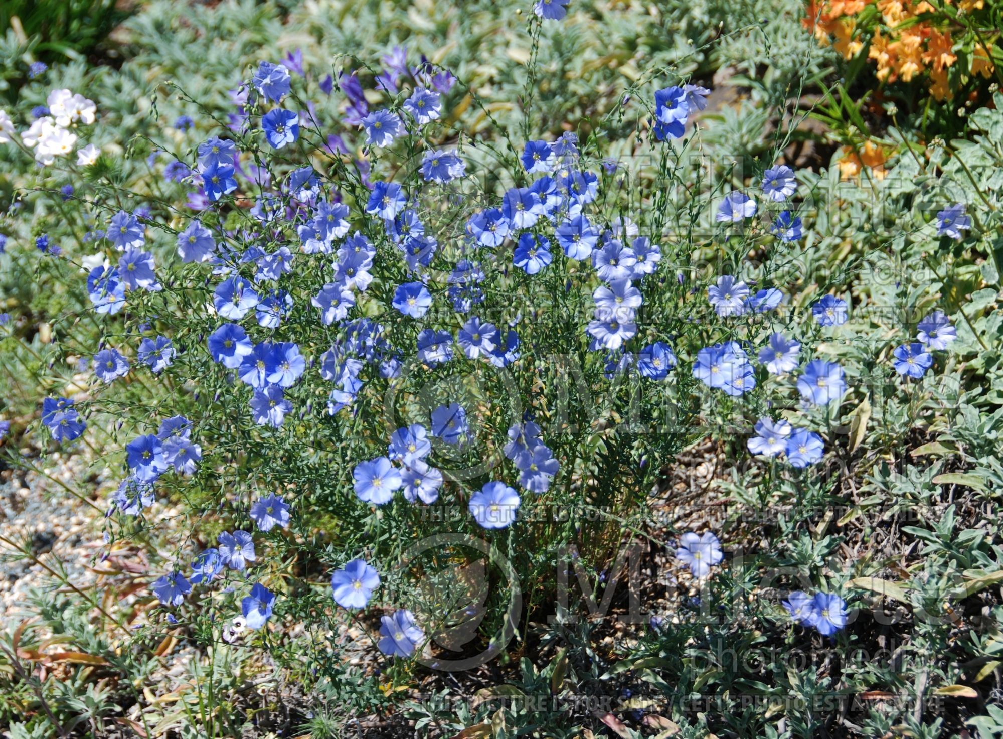 Linum lewisii (Western wild Blue Flax) 1