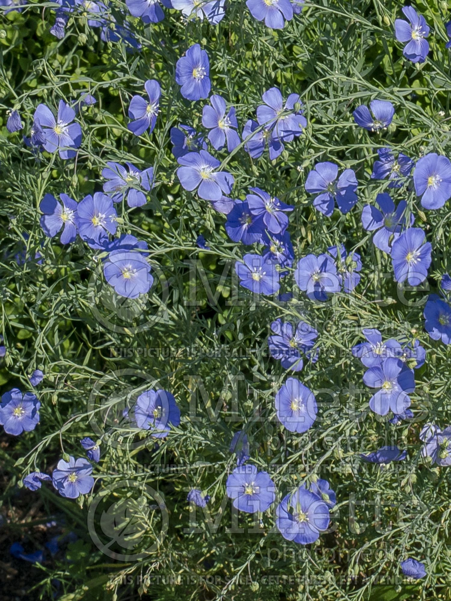 Linum perenne (Blue flax) 4