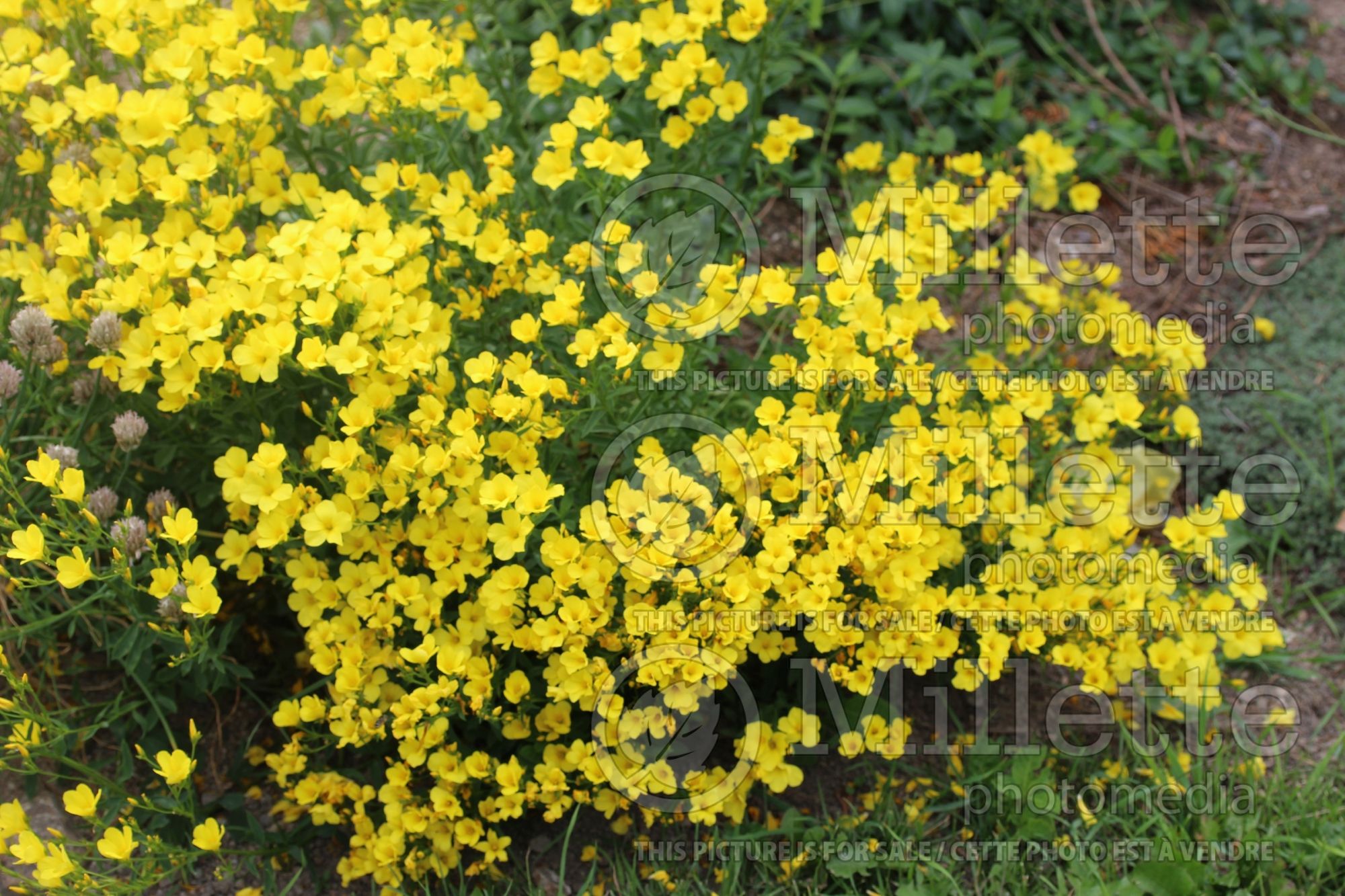 Linum tauricum (flax) 1