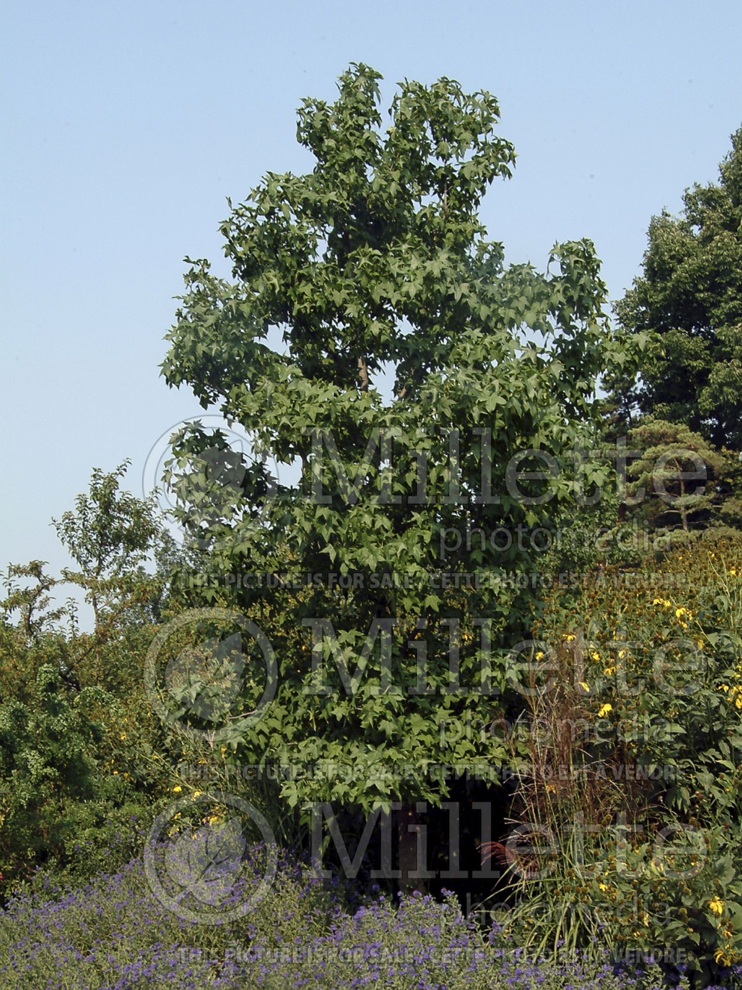 Liquidambar styraciflua (Sweetgum) 9