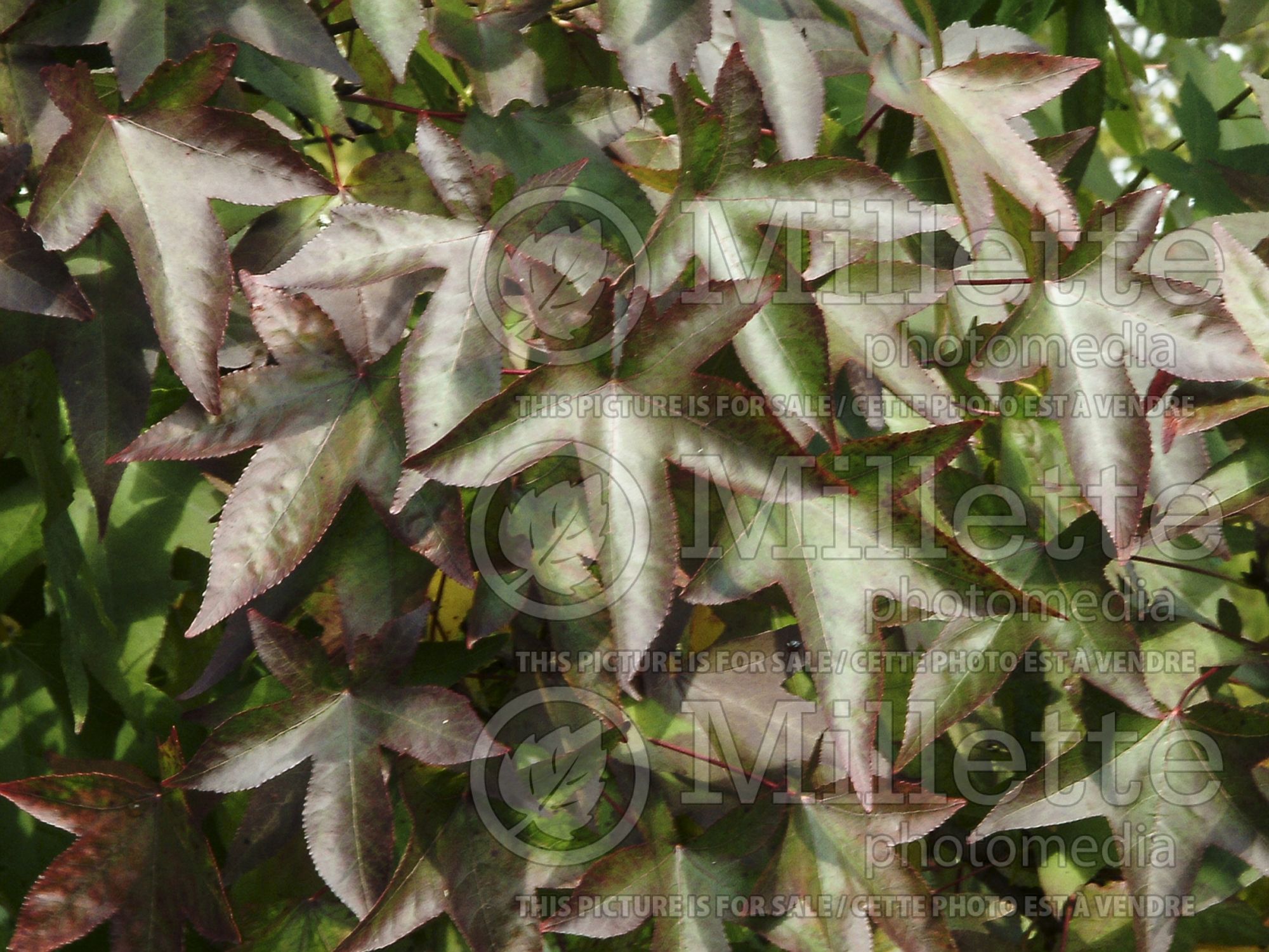 Liquidambar styraciflua (Sweetgum) 10