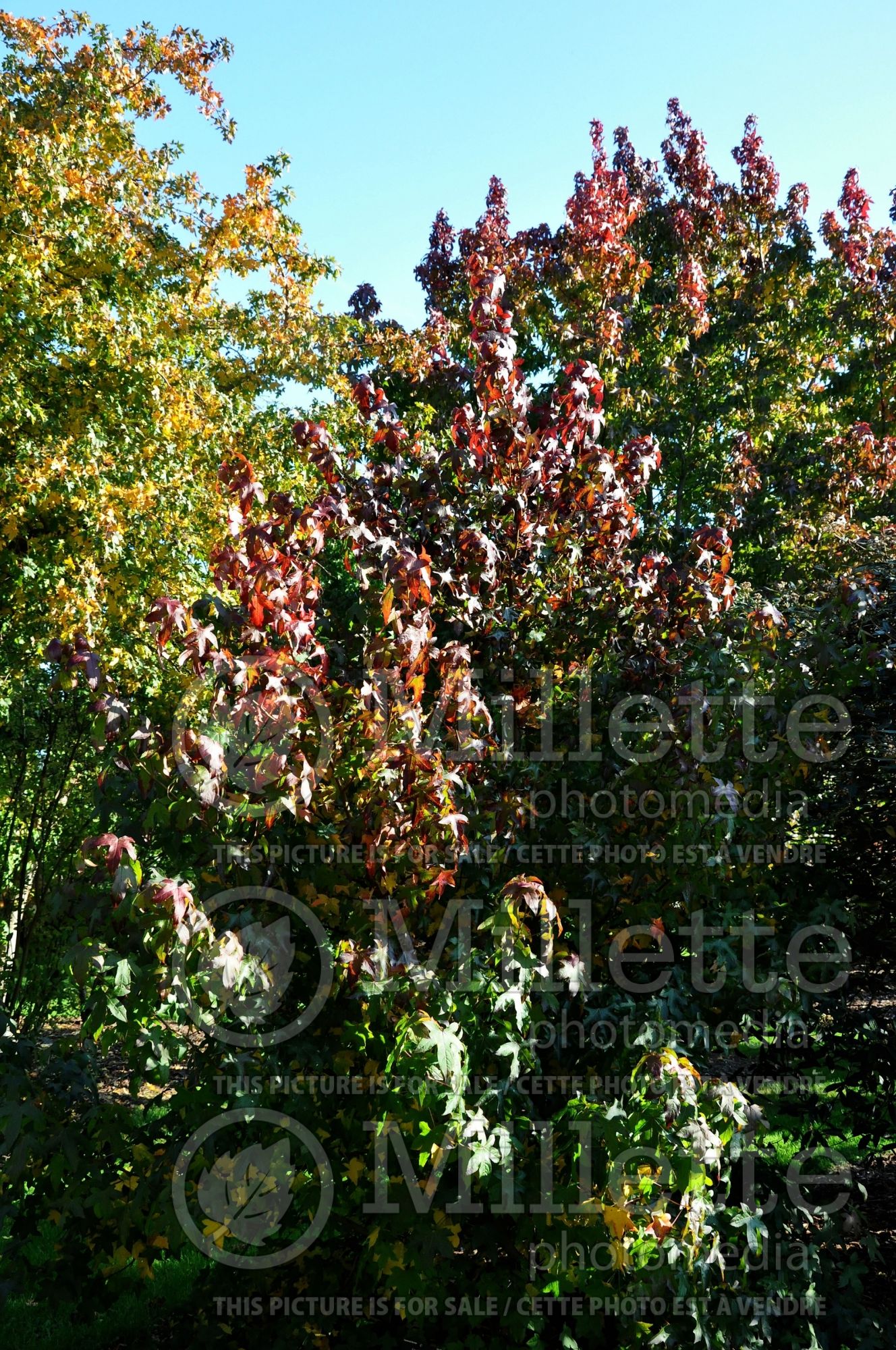 Liquidambar Moraine (Sweetgum) 2