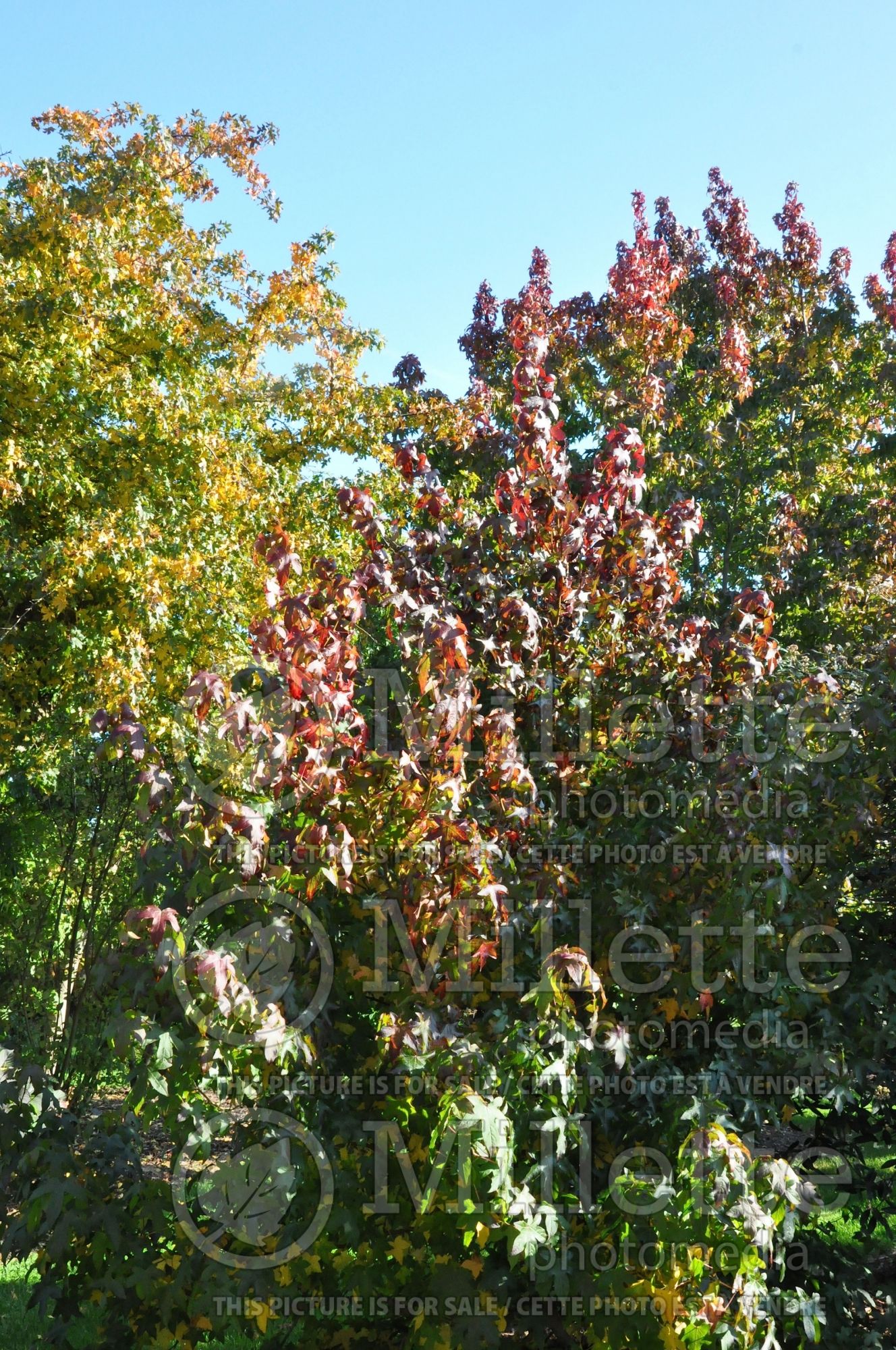 Liquidambar Moraine (Sweetgum) 1