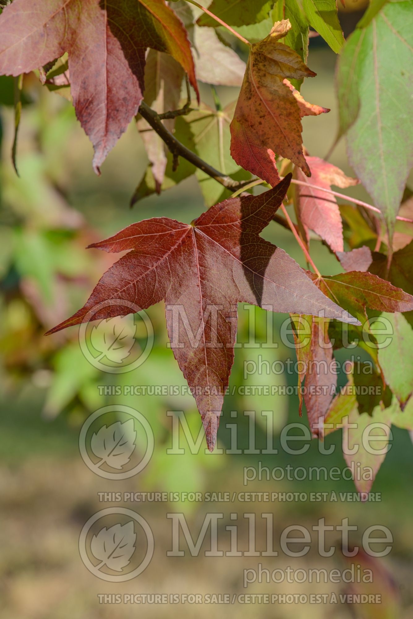 Liquidambar Moraine (Sweetgum) 4