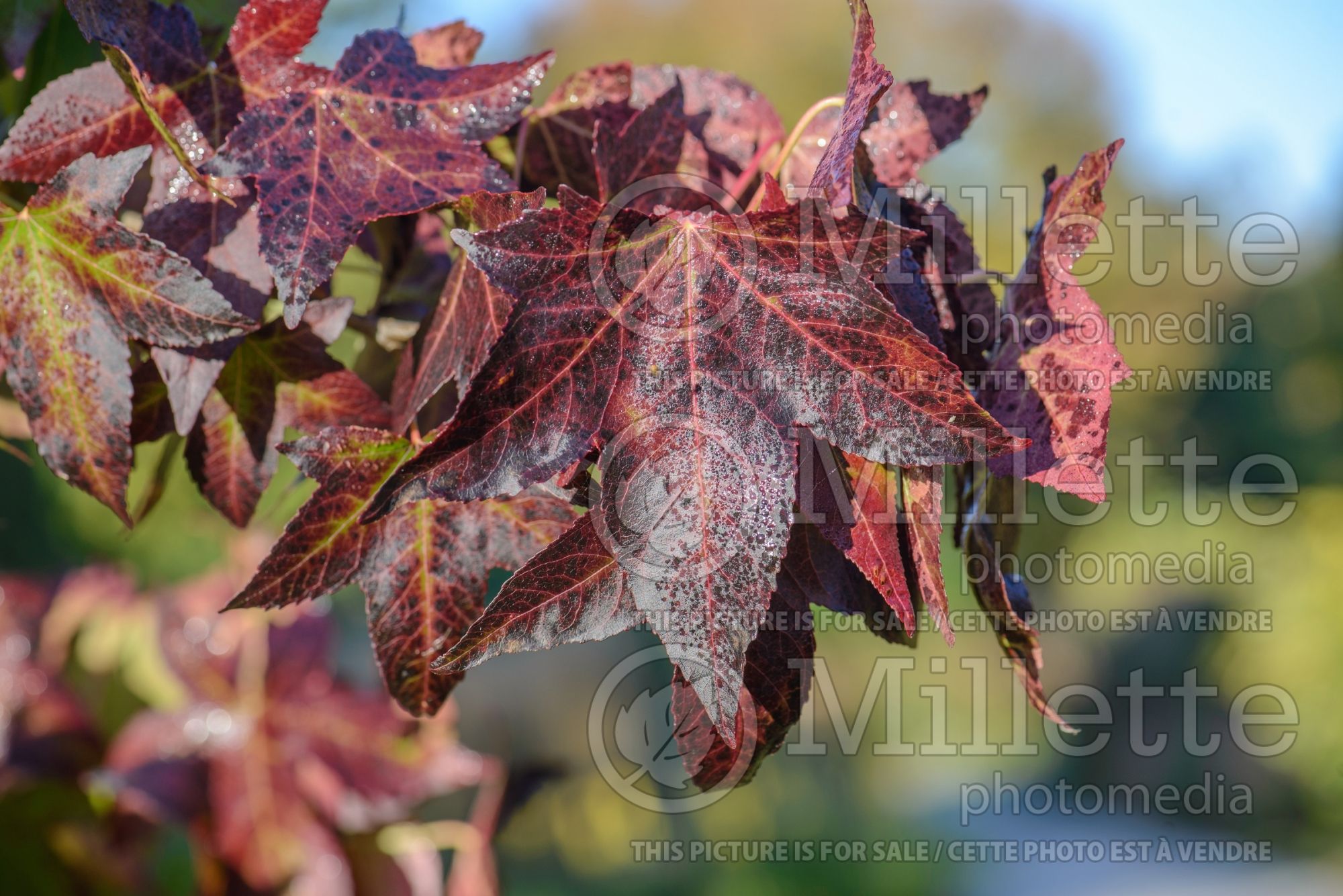 Liquidambar Moraine (Sweetgum) 5