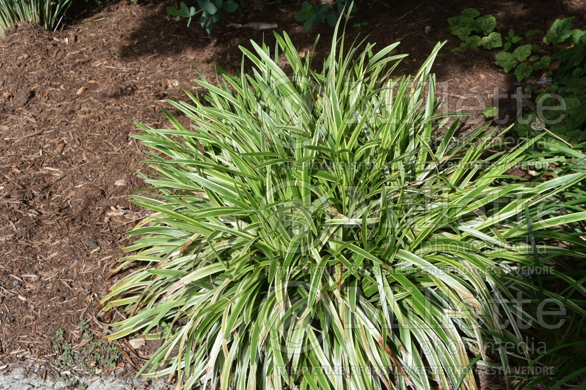 Liriope Ariaka-janshiga (Lily turf) 1