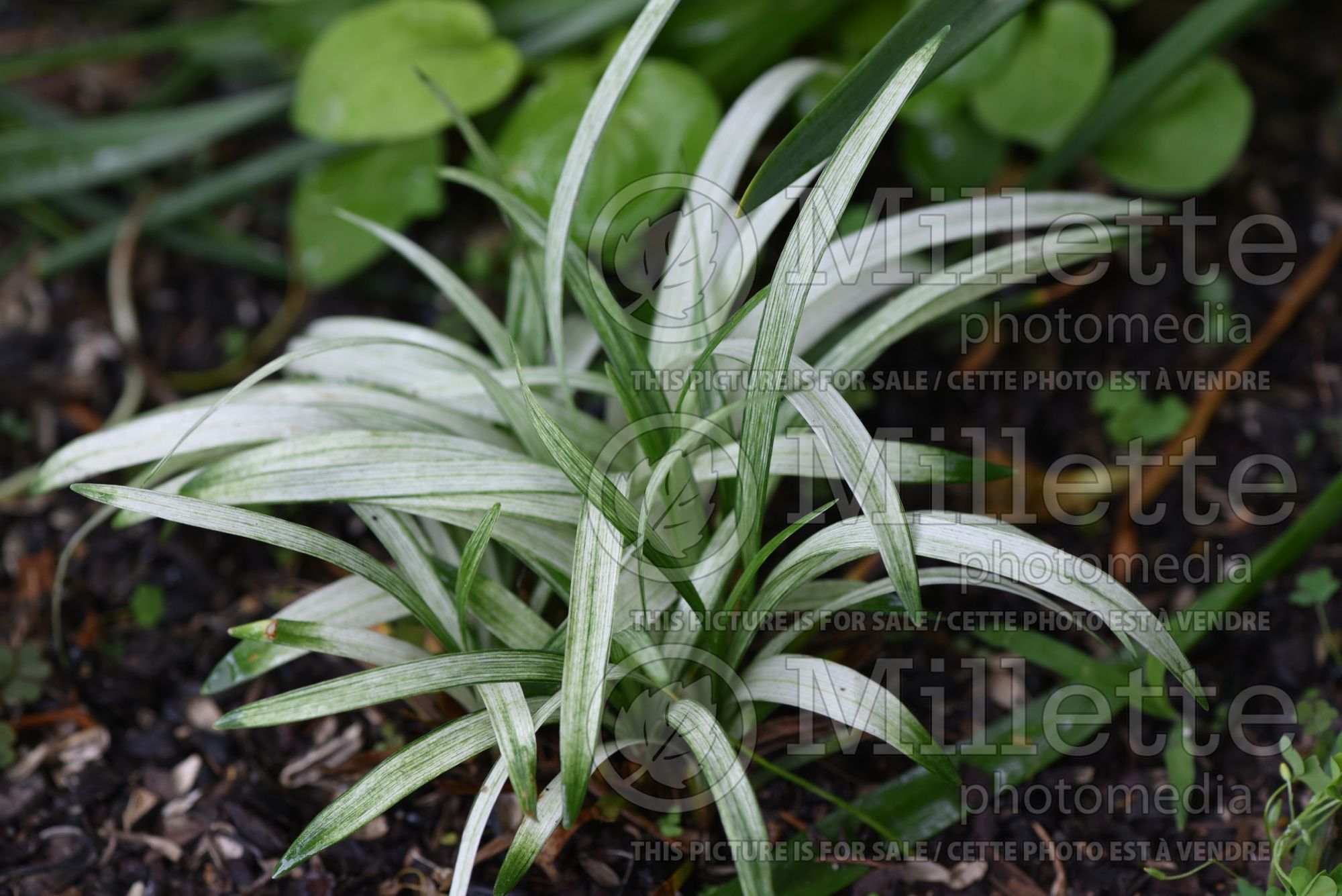 Liriope Okina (Lily turf) 4