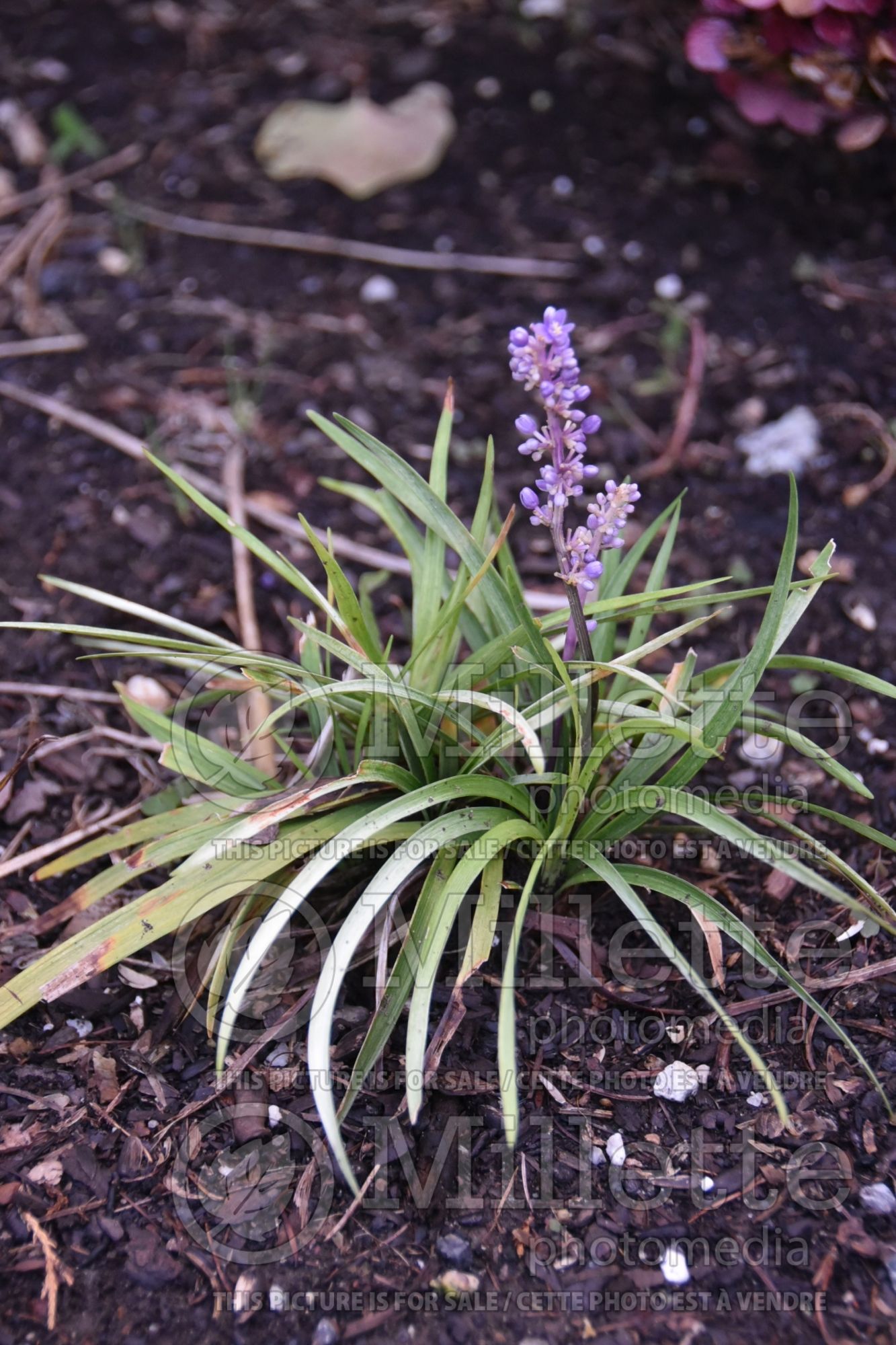 Liriope Okina (Lily turf) 3