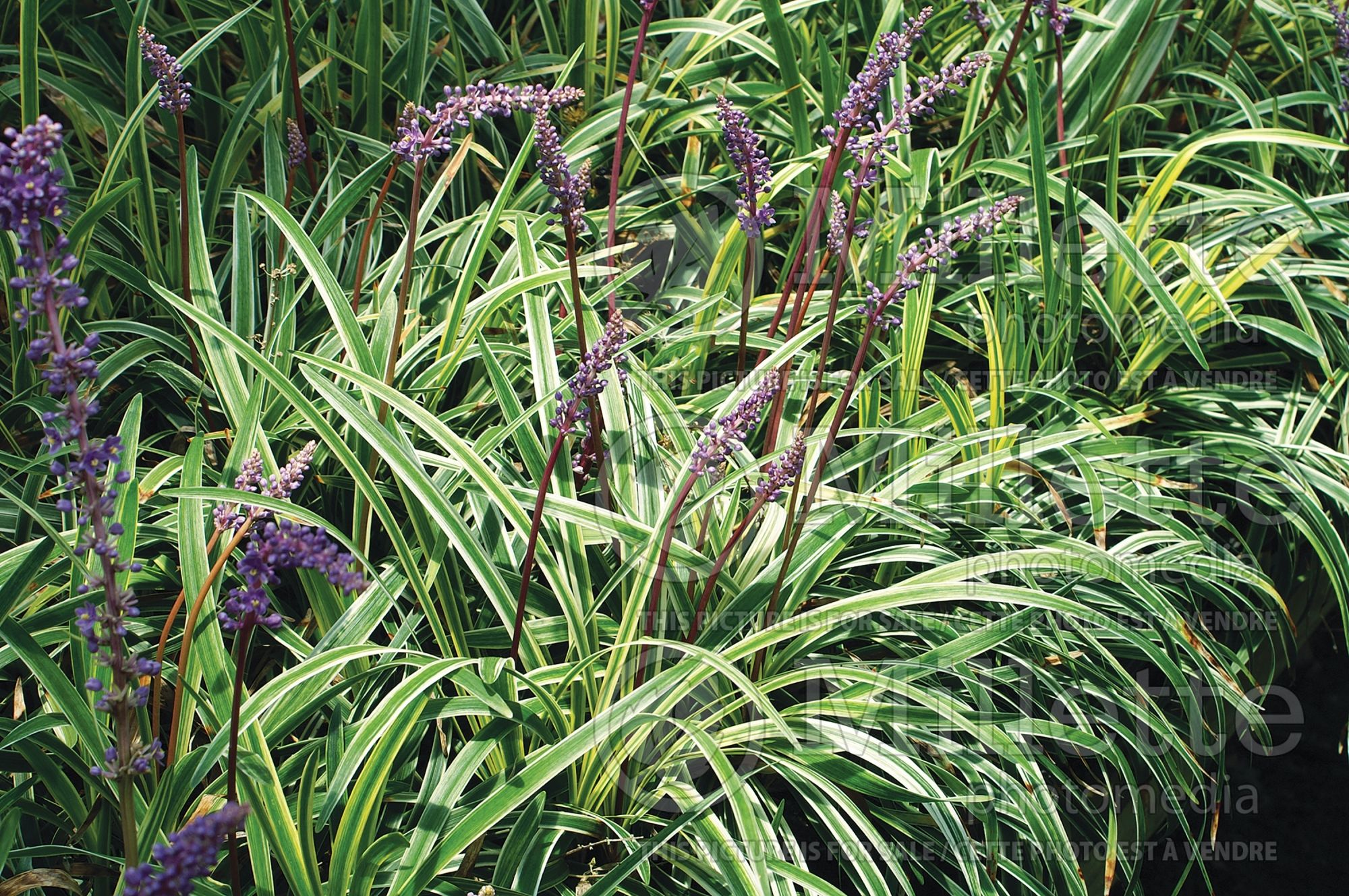 Liriope Silvery Sunproof (Lily turf) 1