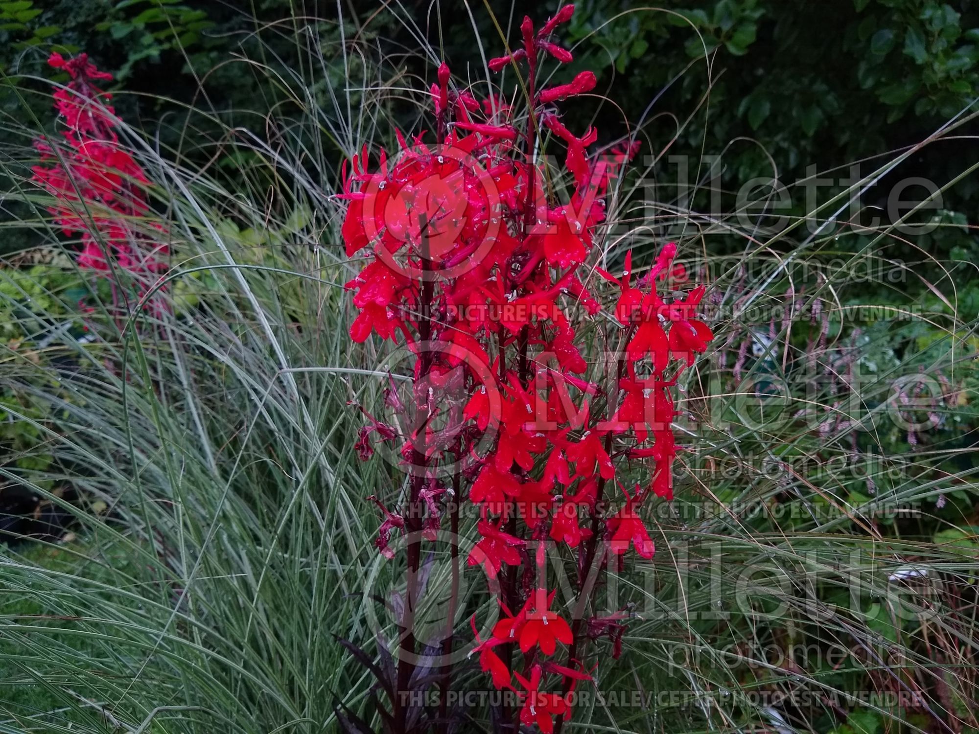Lobelia Queen Victoria (Cardinal Flower) 4