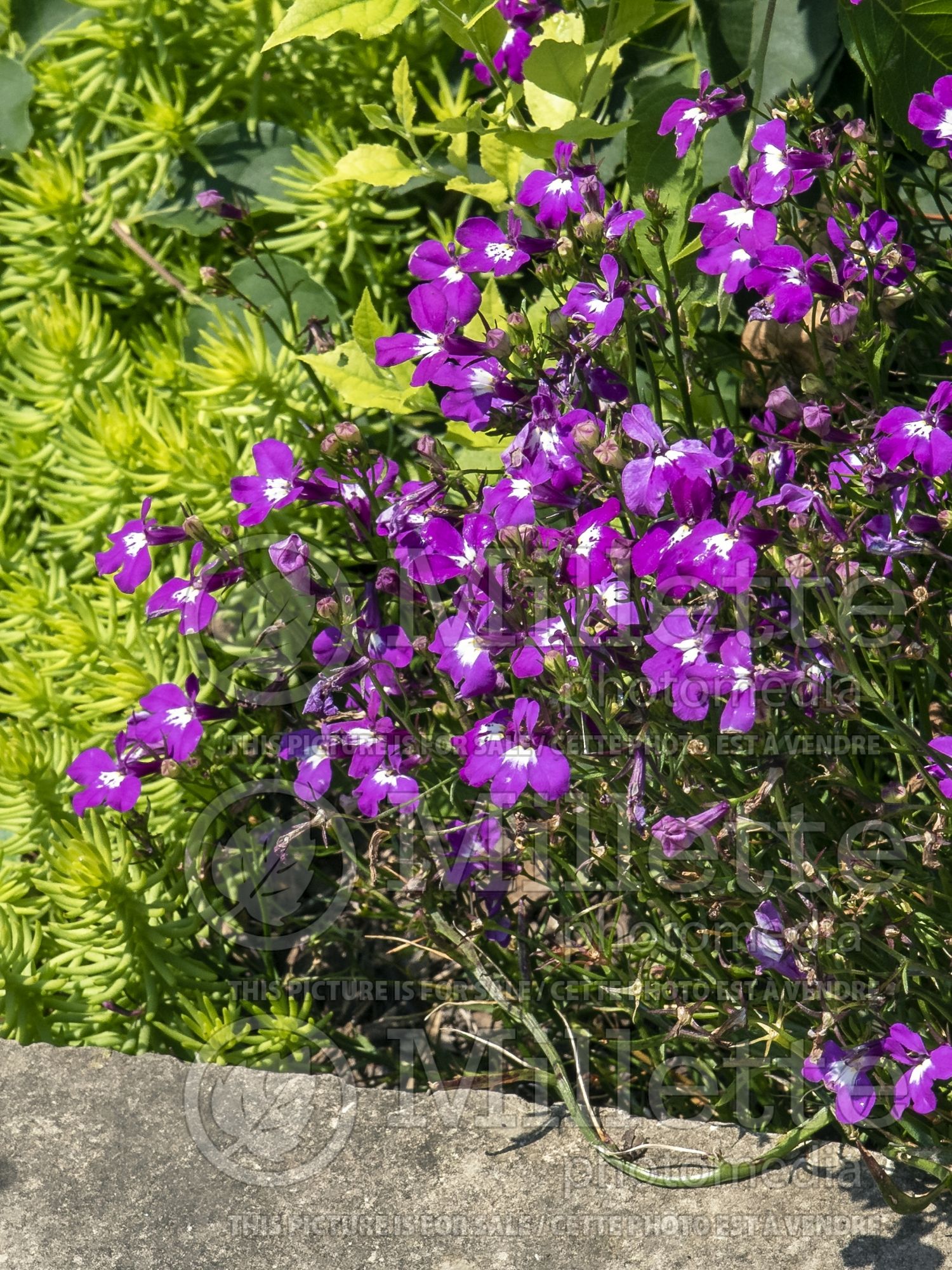 Lobelia erinus Regatta Rose (Cardinal Flower) 1
