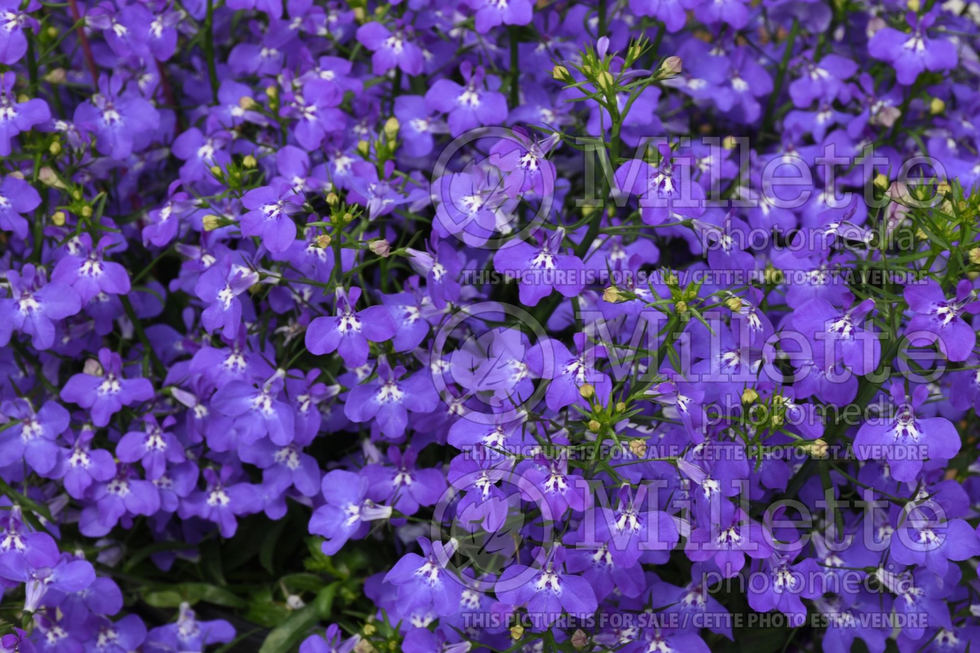 Lobelia Techno Large Blue Violet (annual lobelia) 1