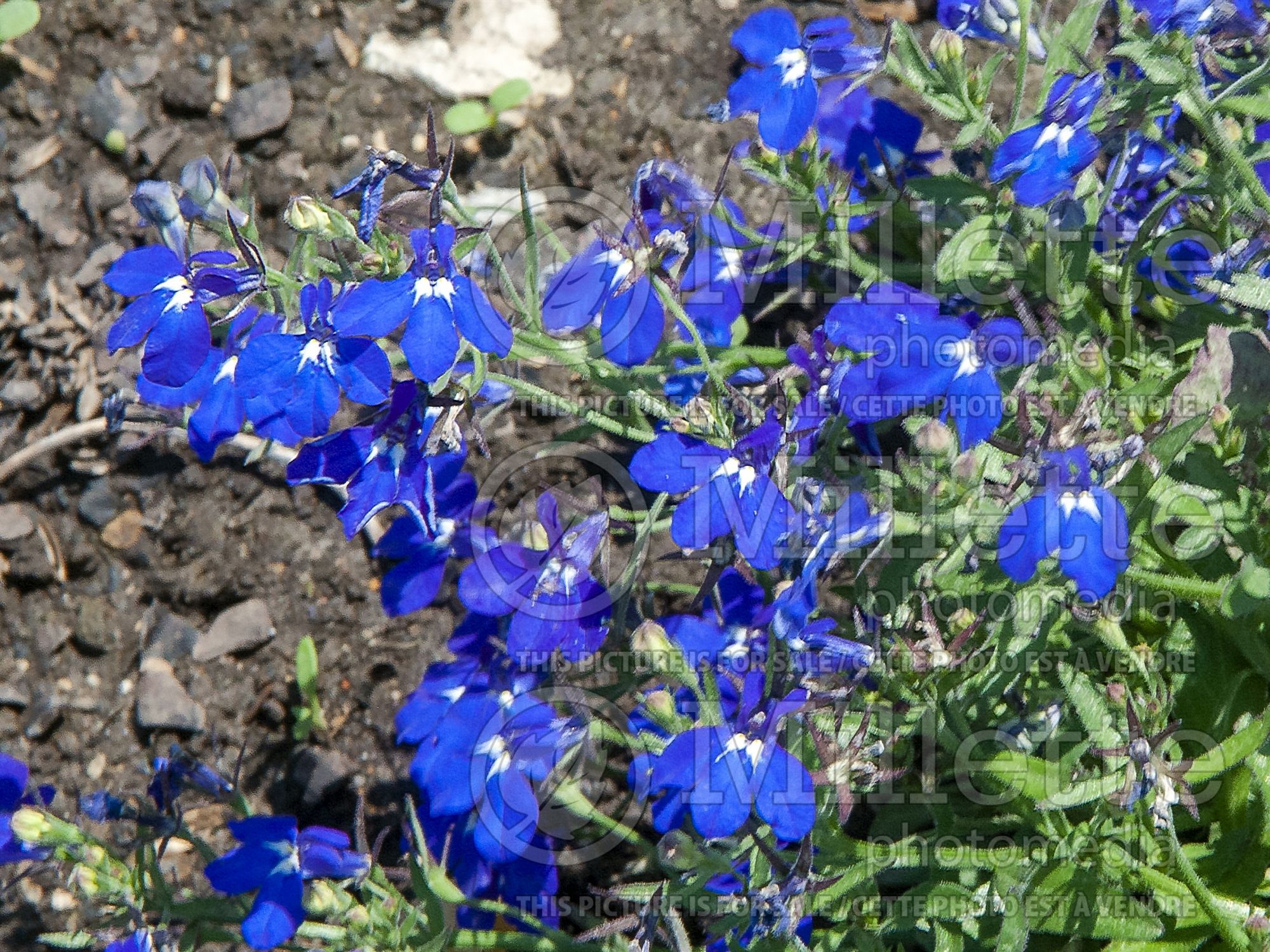 Lobelia Hot Springs Dark Blue (Cardinal Flower) 1