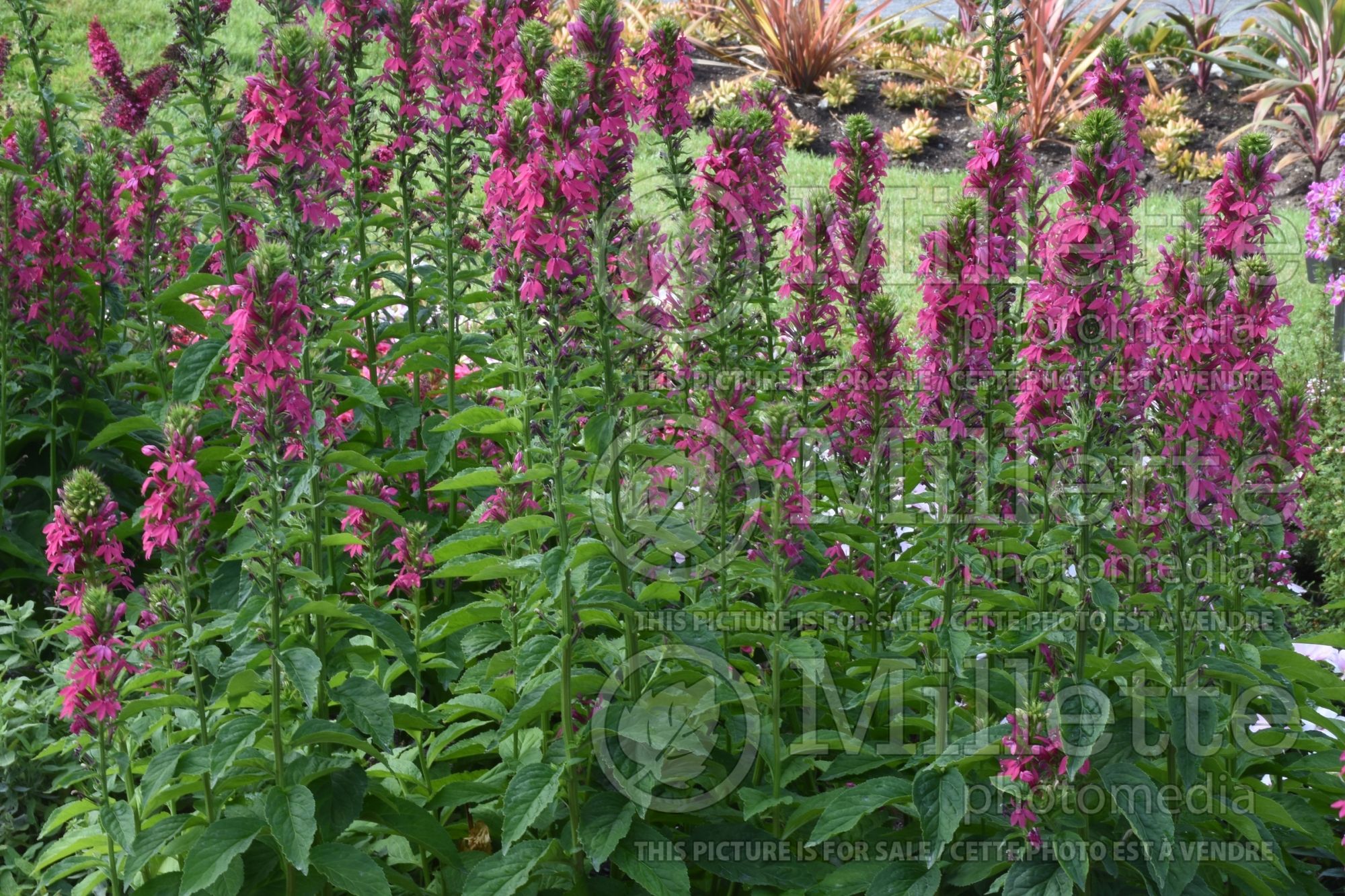 Lobelia Monet Moment (Cardinal Flower) 8