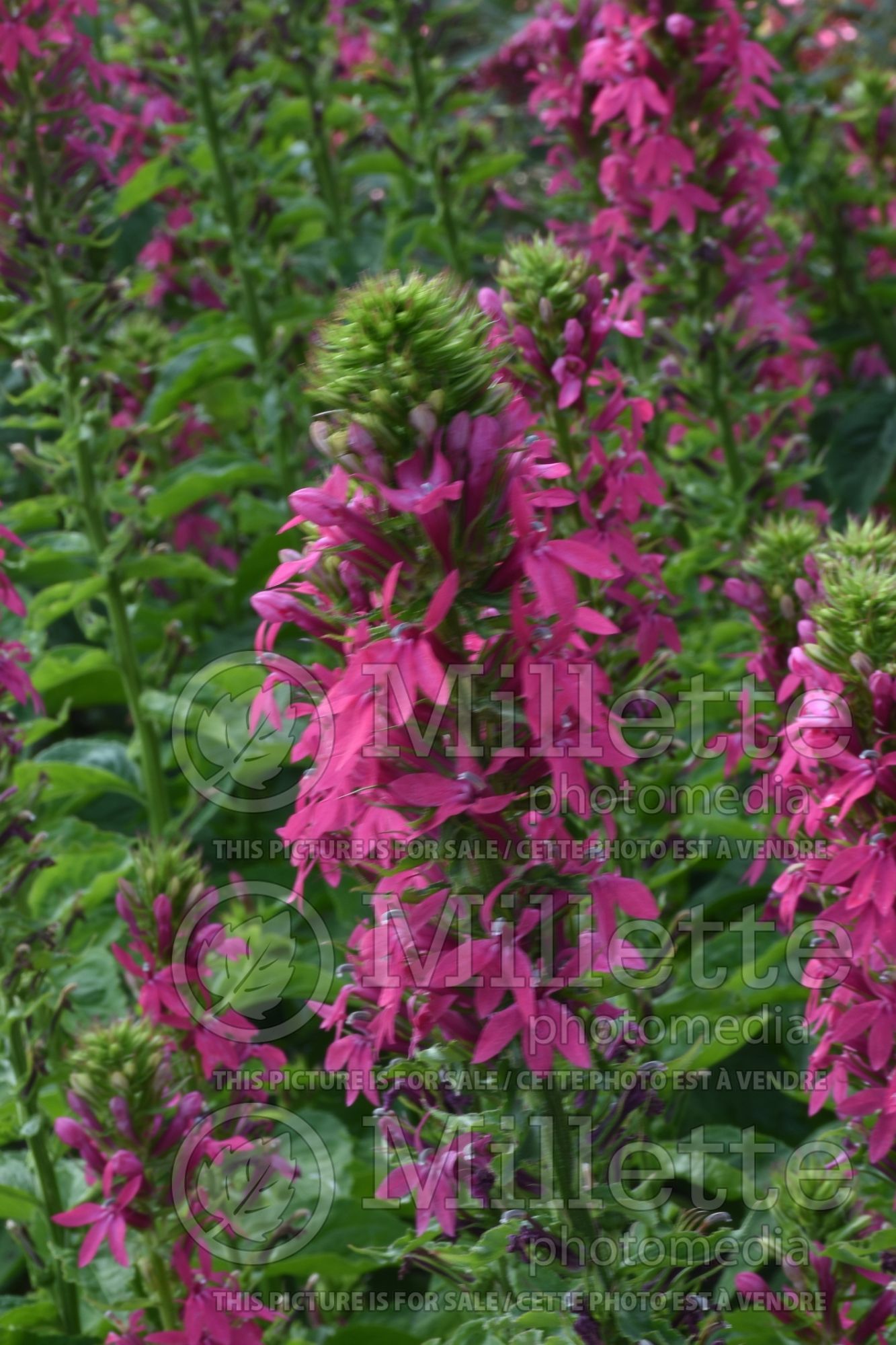 Lobelia Monet Moment (Cardinal Flower) 9