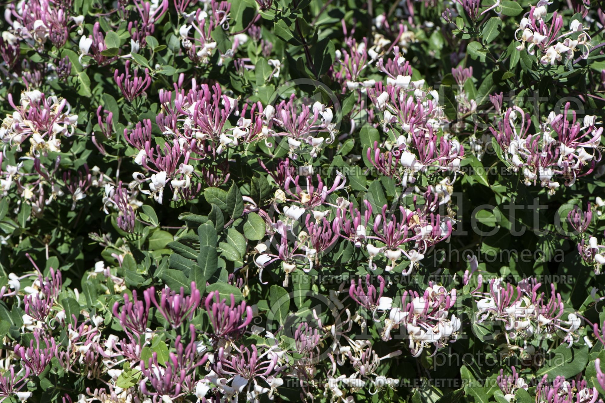 Lonicera Pam's Pink (Honeysuckle) 3