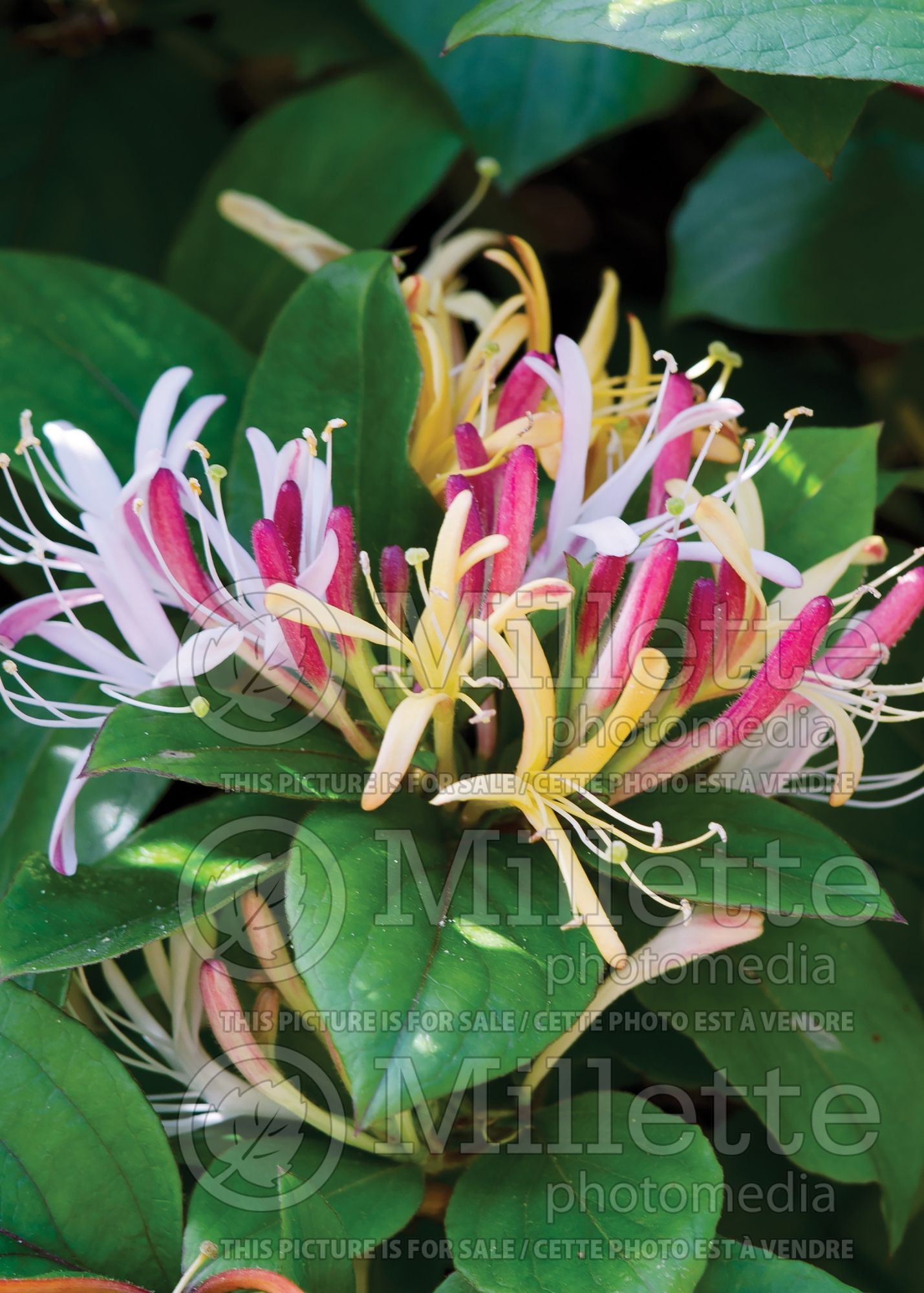 Lonicera Purpurea (Edible Honeysuckle honeyberry - Camerisier chèvrefeuille) 1