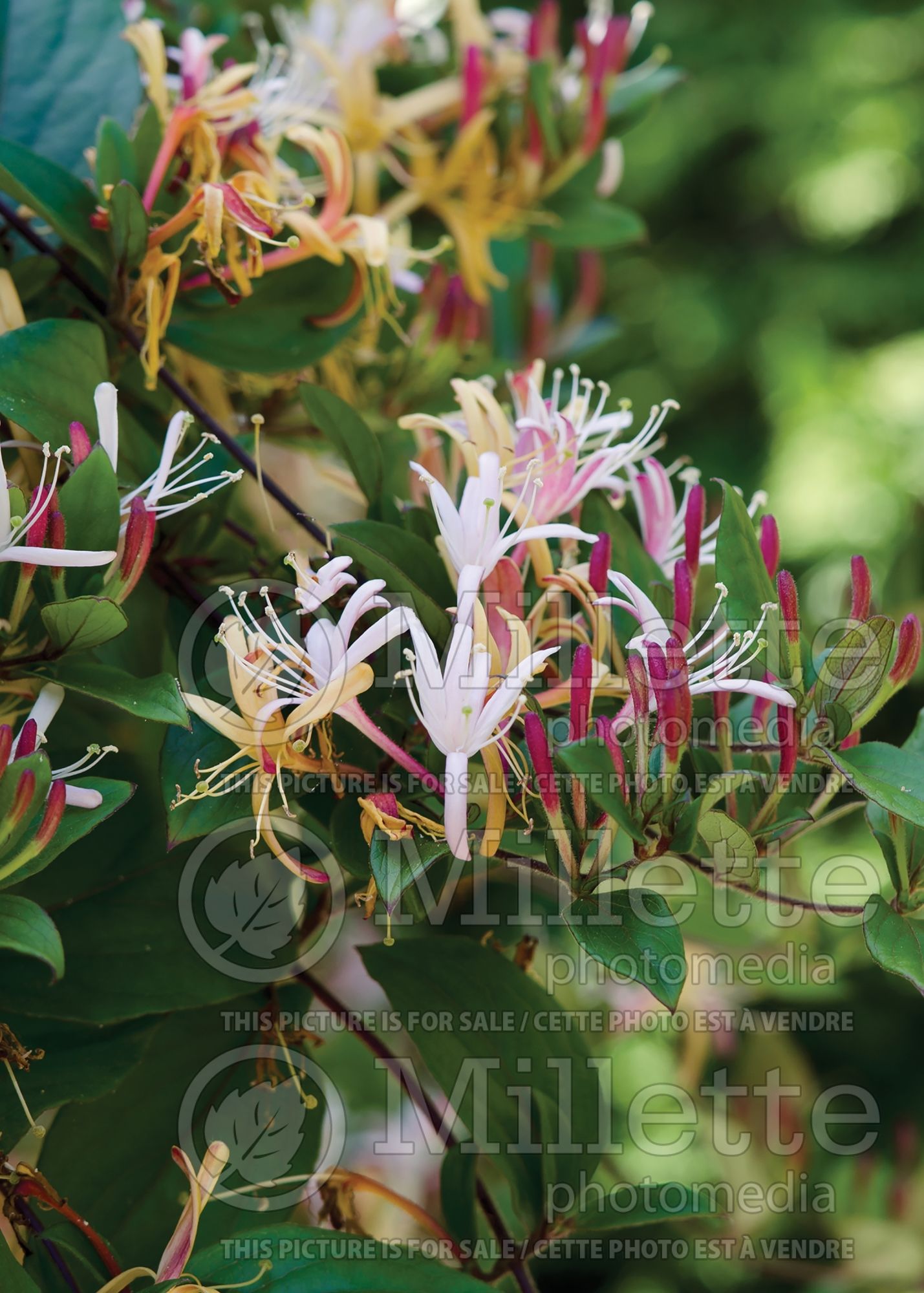 Lonicera Purpurea (Edible Honeysuckle honeyberry - Camerisier chèvrefeuille) 2