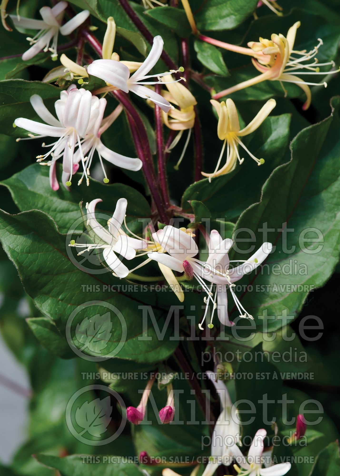 Lonicera Purpurea (Edible Honeysuckle honeyberry - Camerisier chèvrefeuille) 3