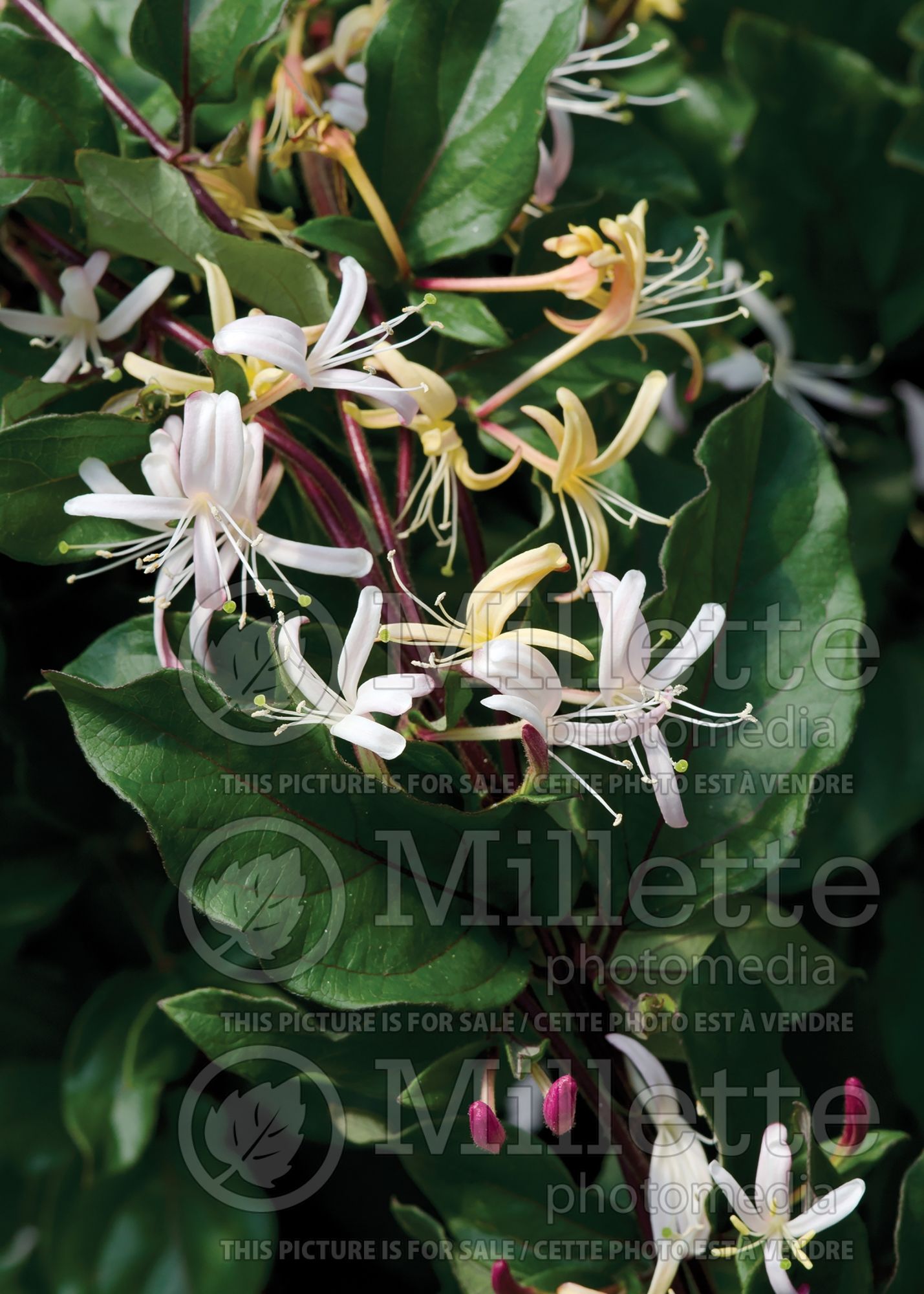 Lonicera Purpurea (Edible Honeysuckle honeyberry - Camerisier chèvrefeuille) 4