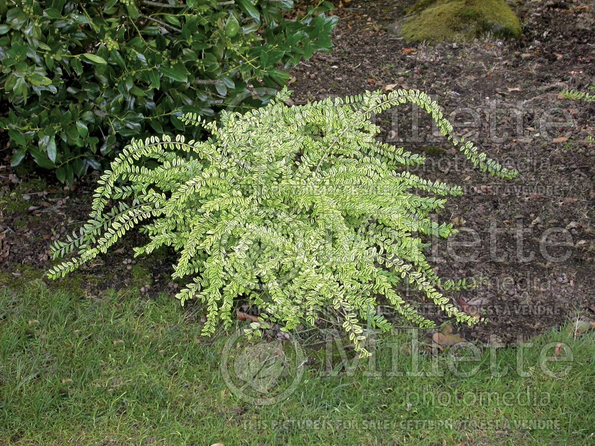 Lonicera Lemon Beauty (Edible Honeysuckle honeyberry) 2