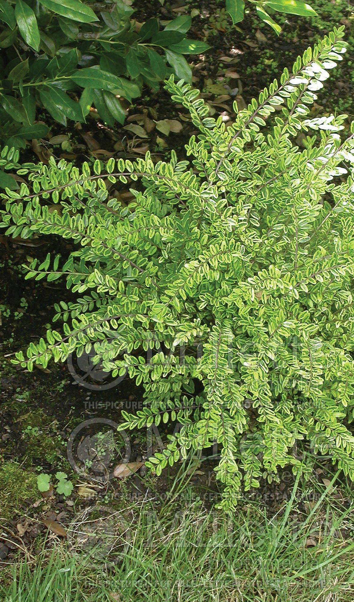 Lonicera Lemon Beauty (Edible Honeysuckle honeyberry) 3