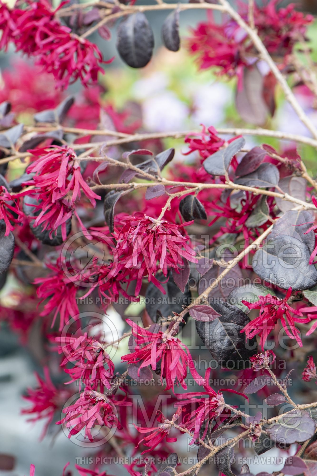 Loropetalum Ever Red (Fringeflower) 1