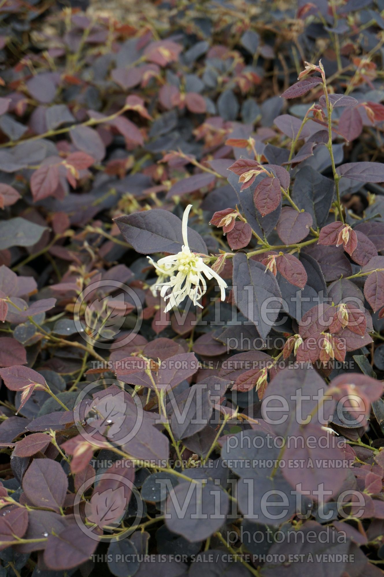 Loropetalum Ruby Snow (Fringeflower) 1