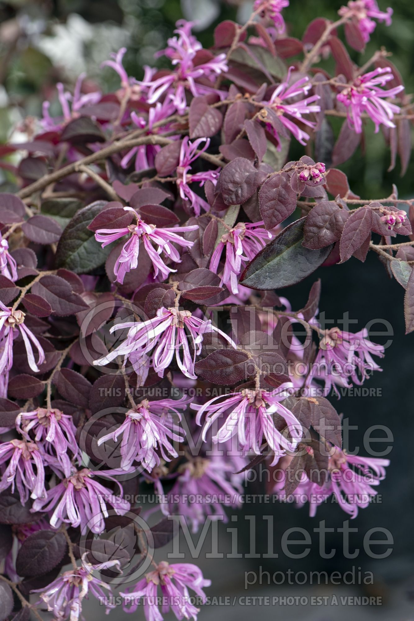Loropetalum Sizzling Pink (Fringeflower) 1