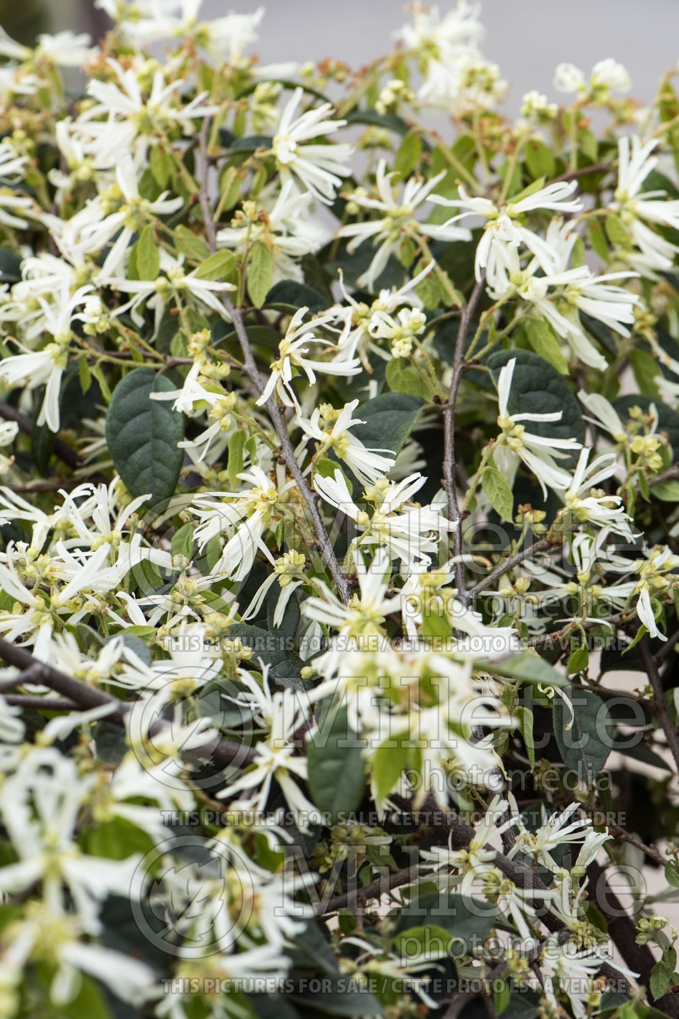 Loropetalum Snow Panda (Fringeflower) 1