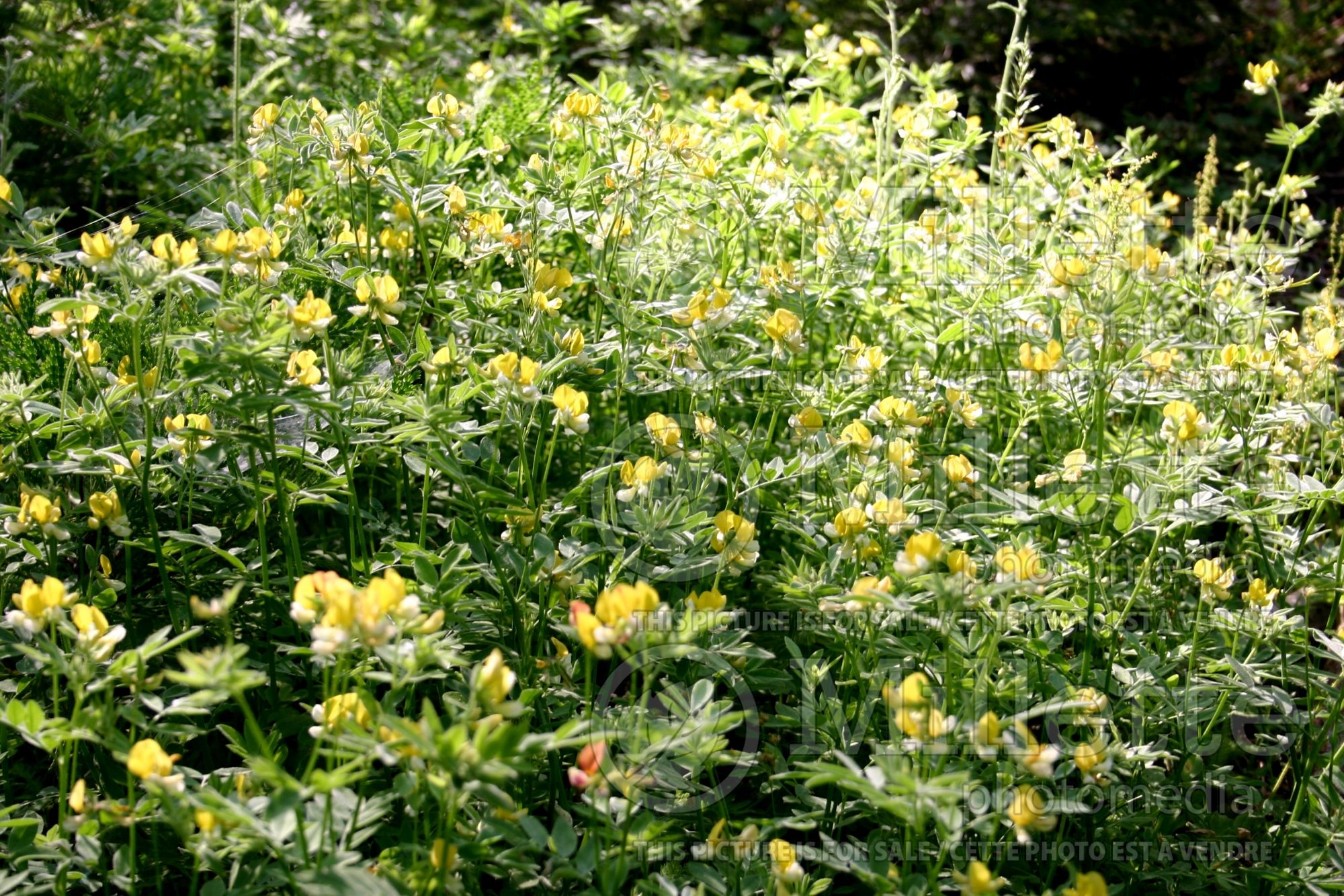 Lotus oblongifolius (streambank bird's-foot trefoil or meadow lotus) 1